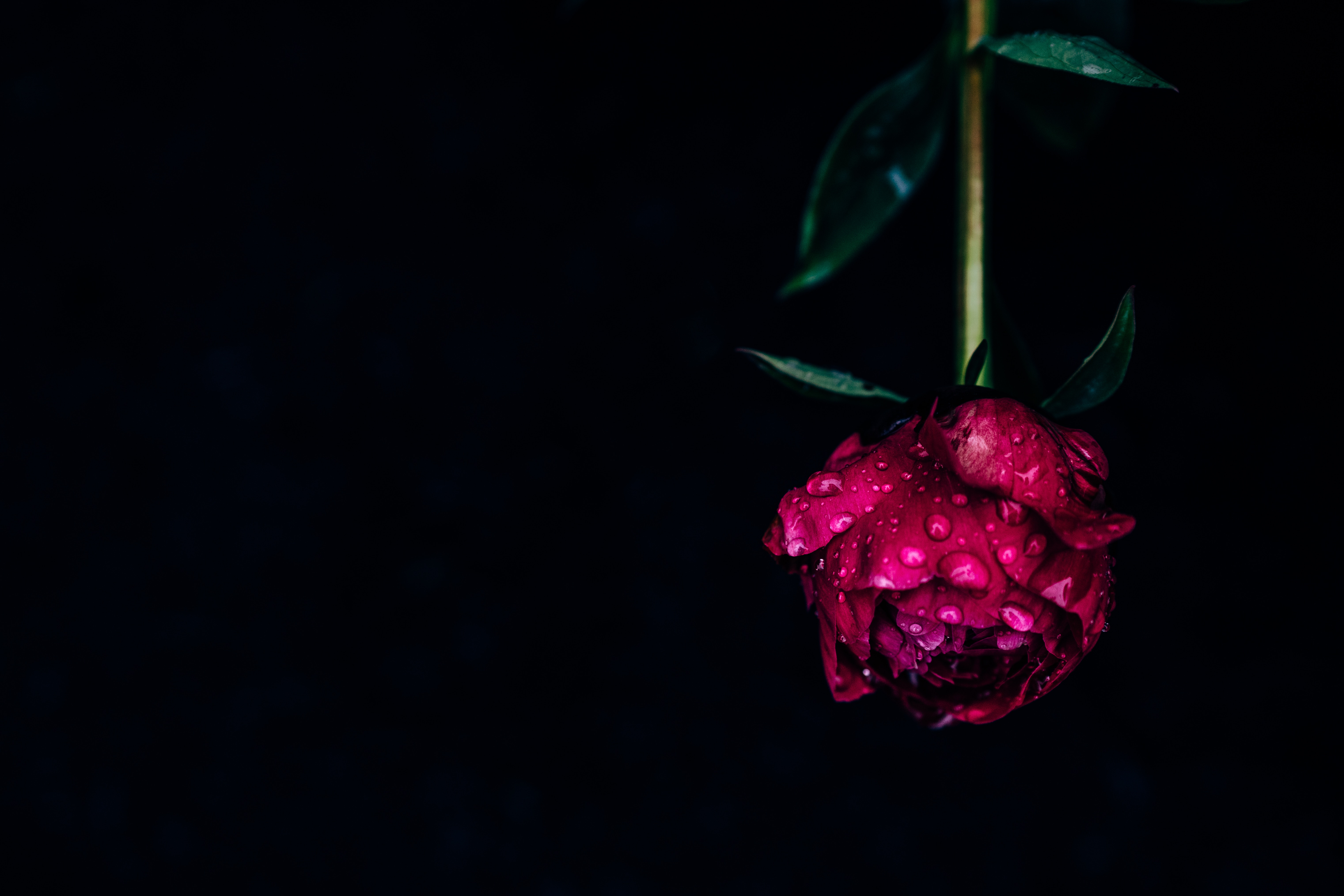 Laden Sie das Pfingstrose, Blumen, Rosa, Drops, Blume, Dunkel, Nass, Tau, Pion-Bild kostenlos auf Ihren PC-Desktop herunter