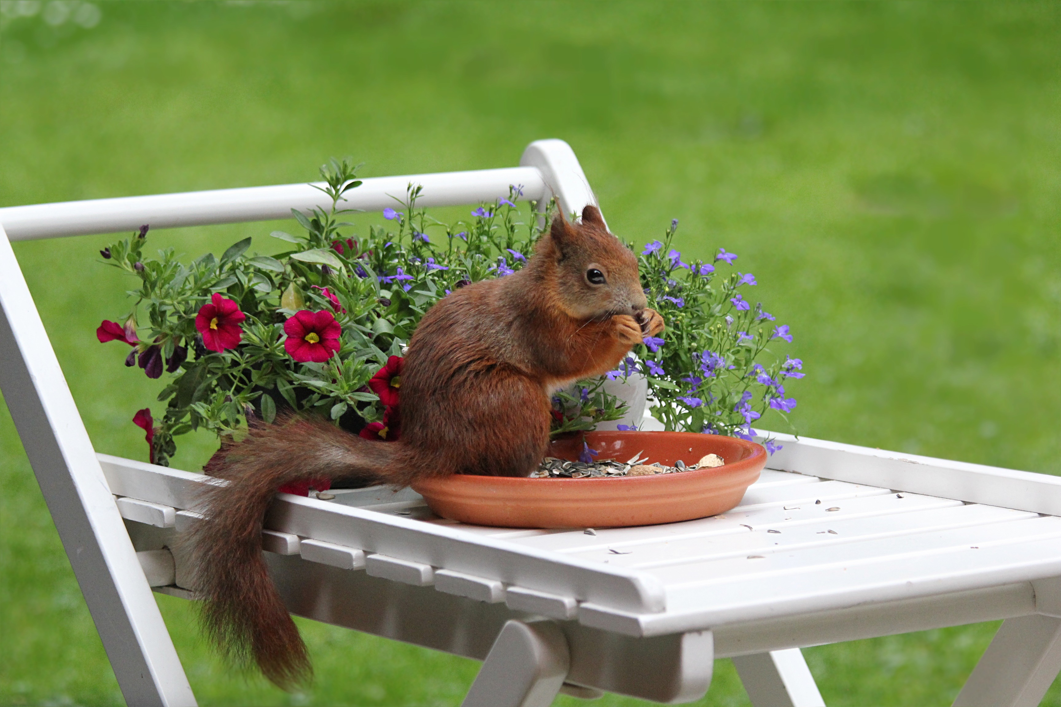 Handy-Wallpaper Eichhörnchen, Tiere, Blumen, Lebensmittel kostenlos herunterladen.