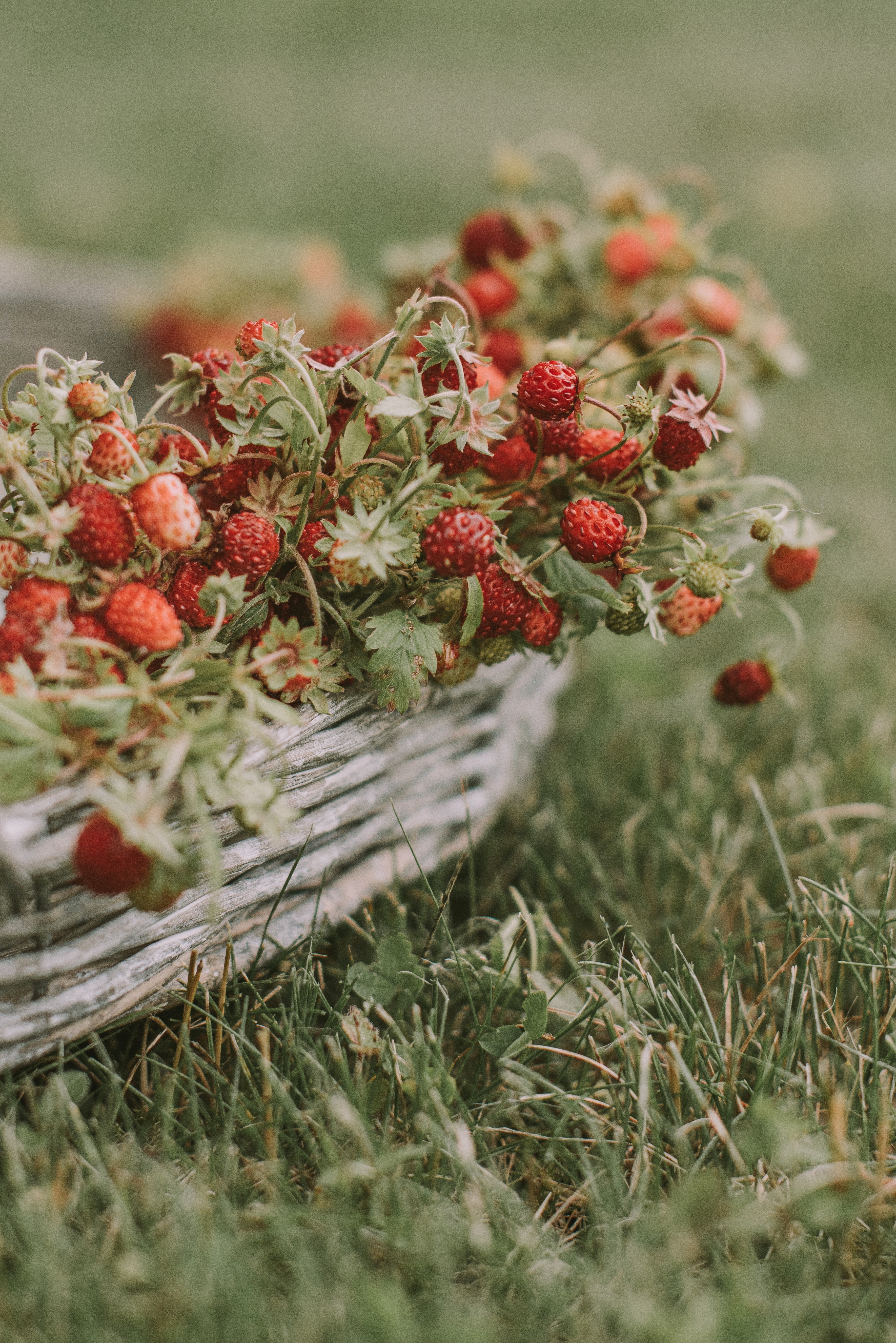 Laden Sie das Lebensmittel, Erdbeere, Grass, Berries, Korb, Reif, Wilde Erdbeeren-Bild kostenlos auf Ihren PC-Desktop herunter