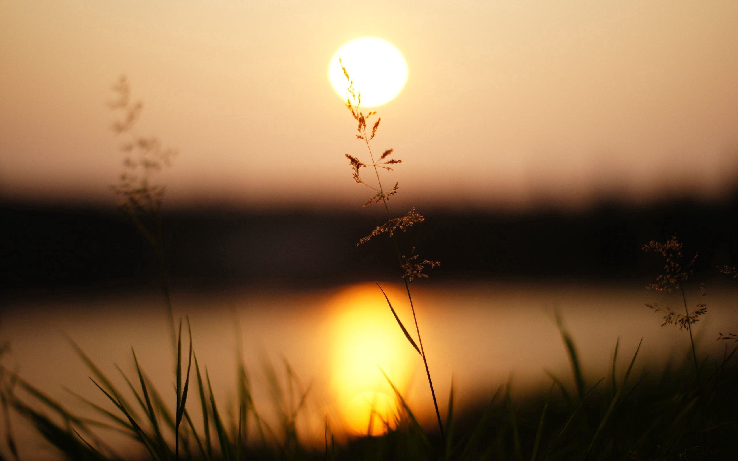 Laden Sie das Sunset, Grass, Makro, Sonnenlicht-Bild kostenlos auf Ihren PC-Desktop herunter