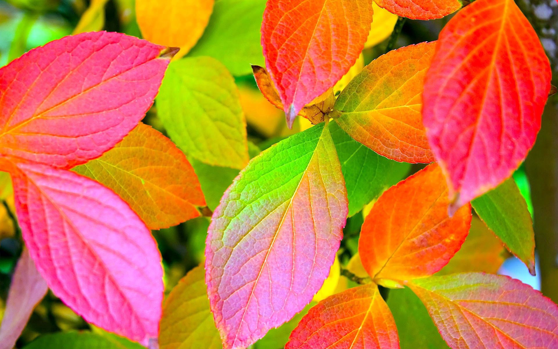 nature, leaves, yellow, green, red, colors, color, palette High Definition image