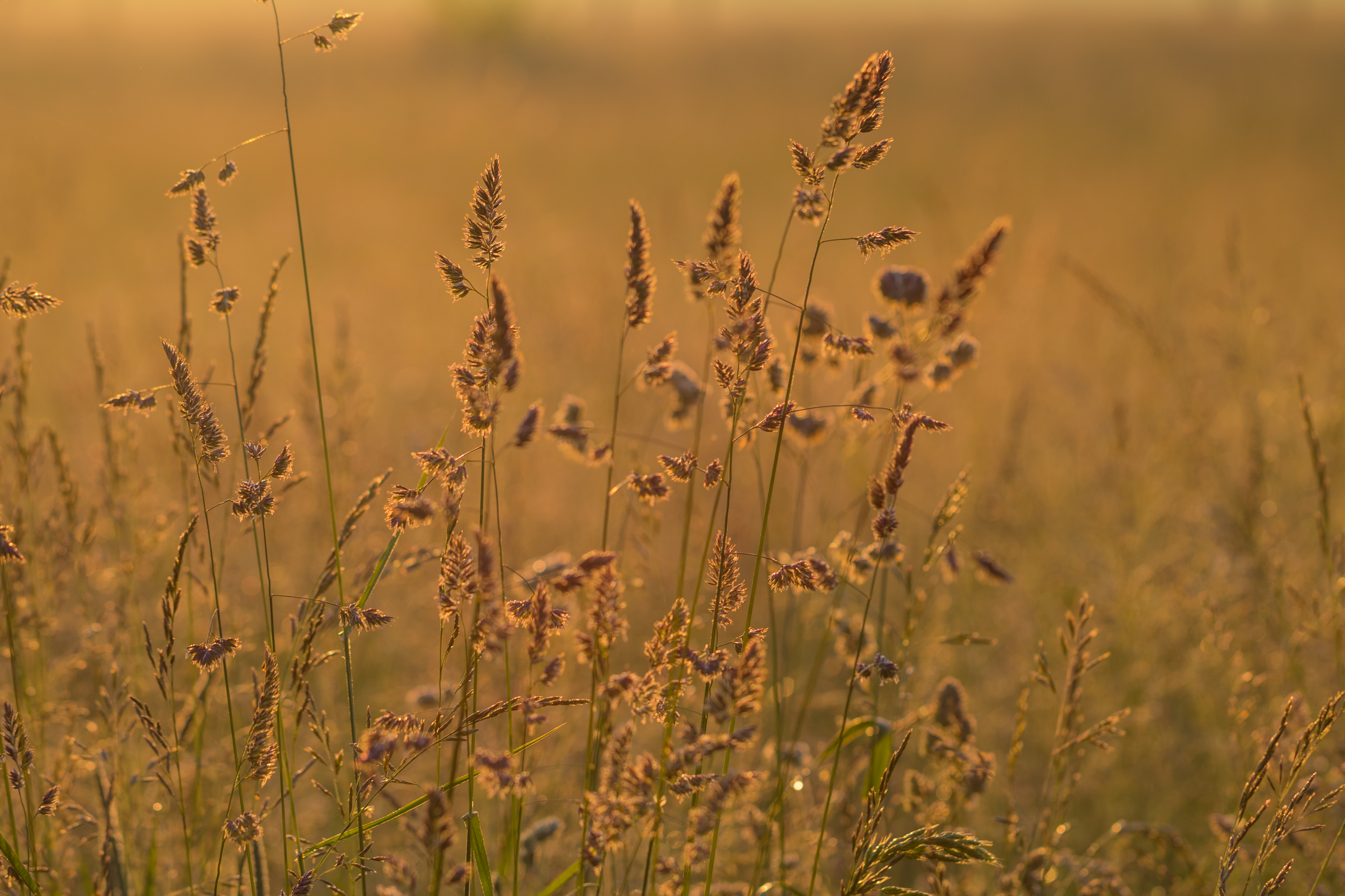 field, nature, grass, ears, dry, spikes HD wallpaper