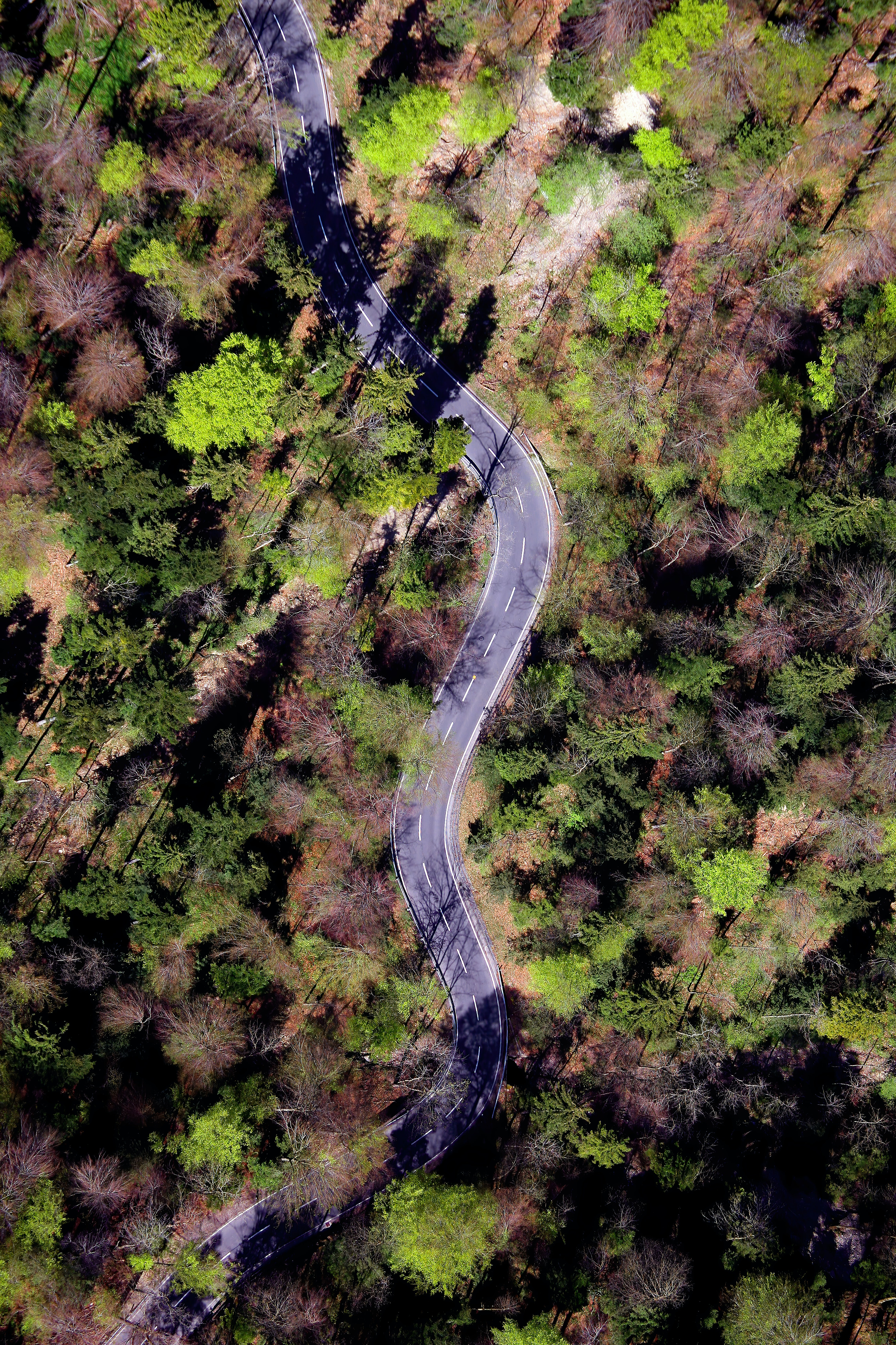 nature, trees, road, forest, winding, sinuous Aesthetic wallpaper