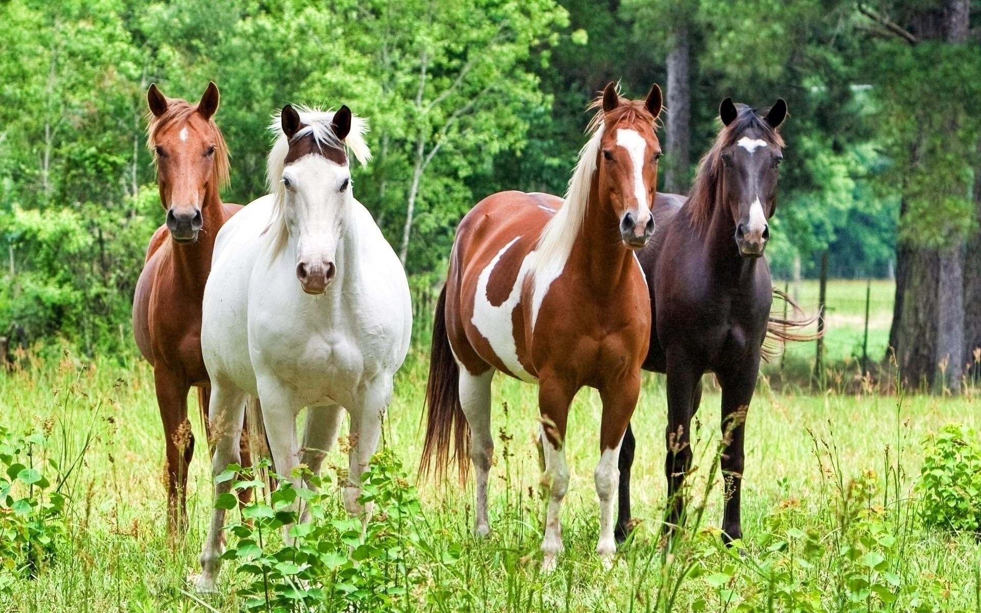 45033 descargar fondo de pantalla caballos, animales, verde: protectores de pantalla e imágenes gratis