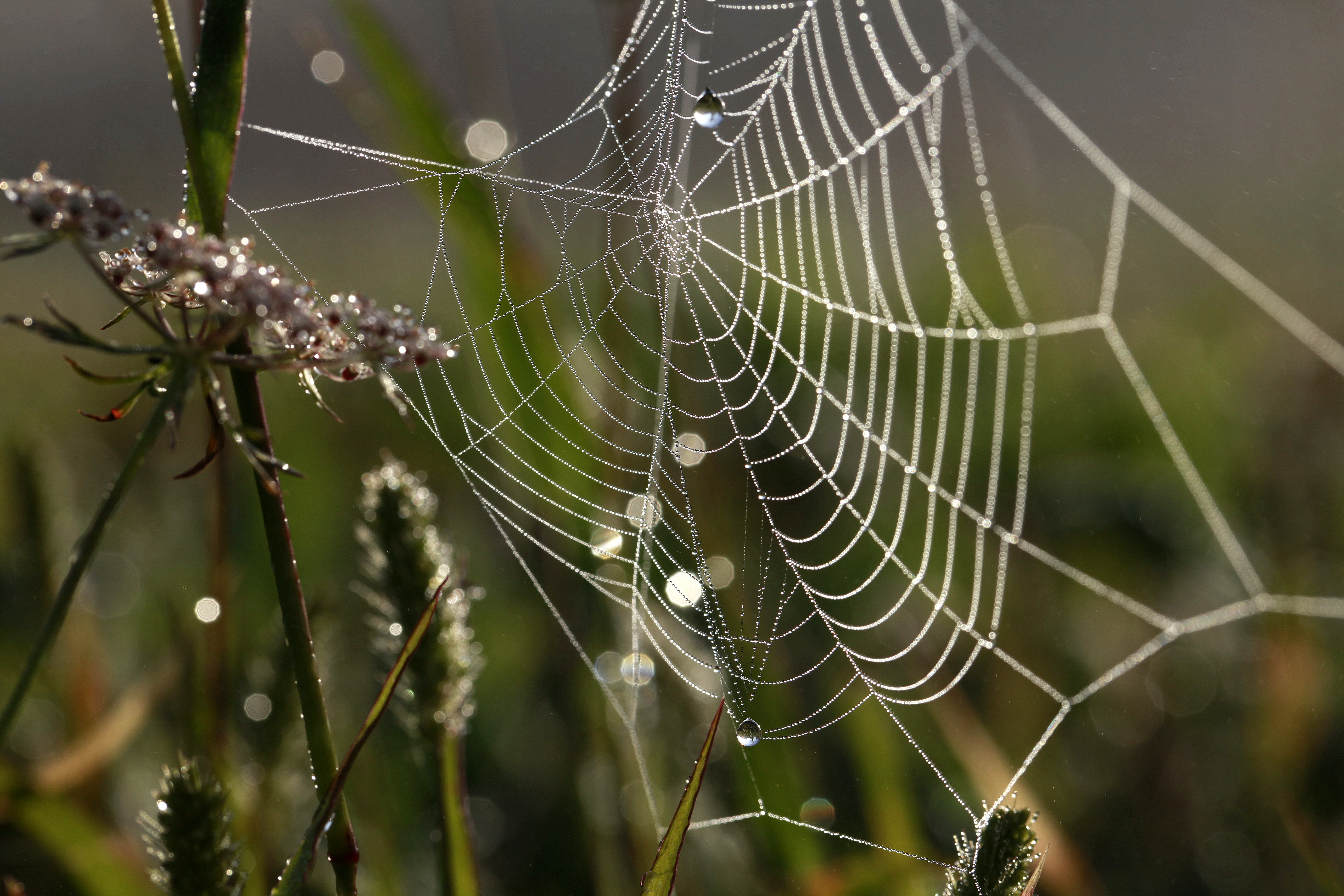 web, grass, drops, macro, dew
