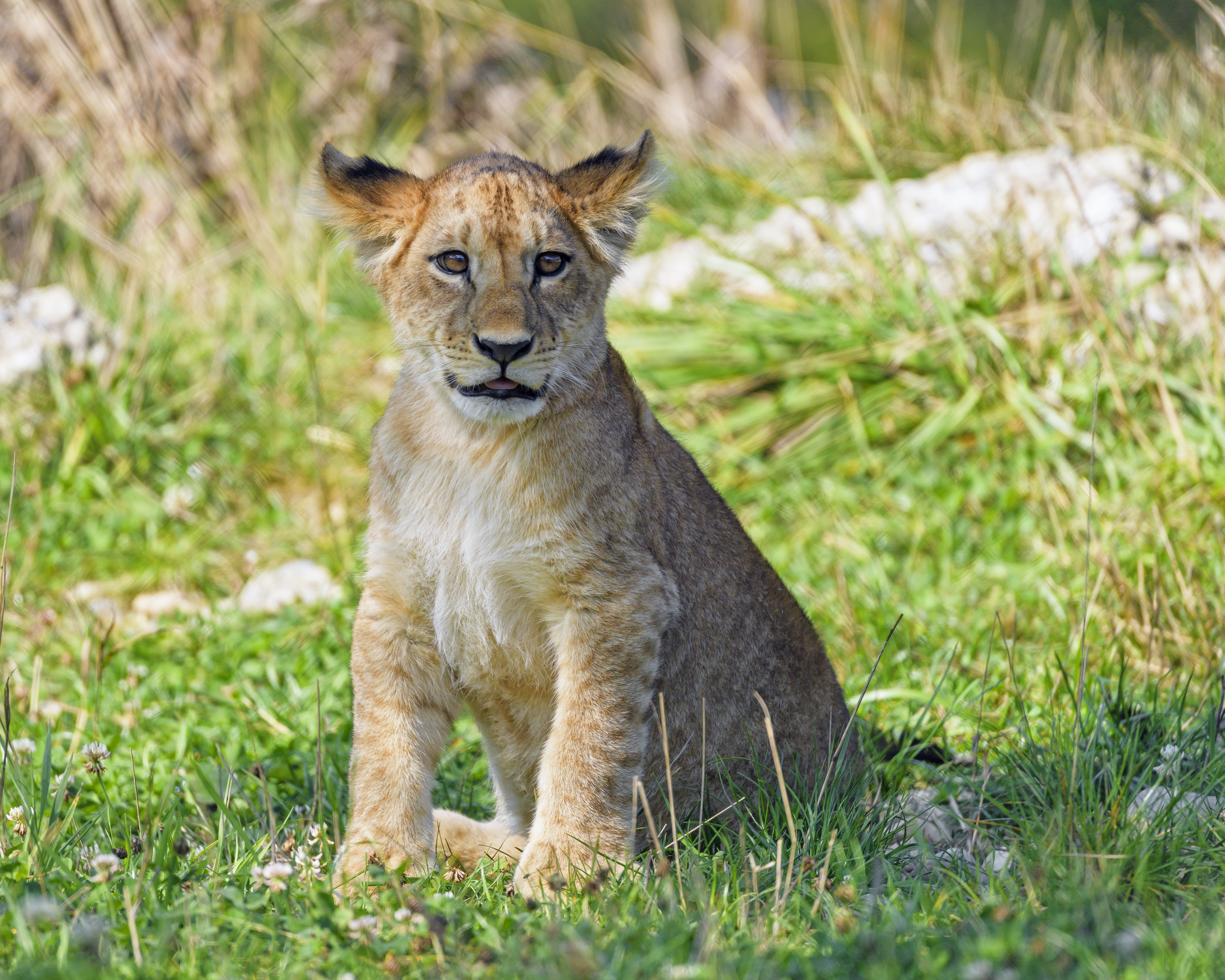 opinion, animals, grass, young, lion, predator, sight, joey, lion cub mobile wallpaper