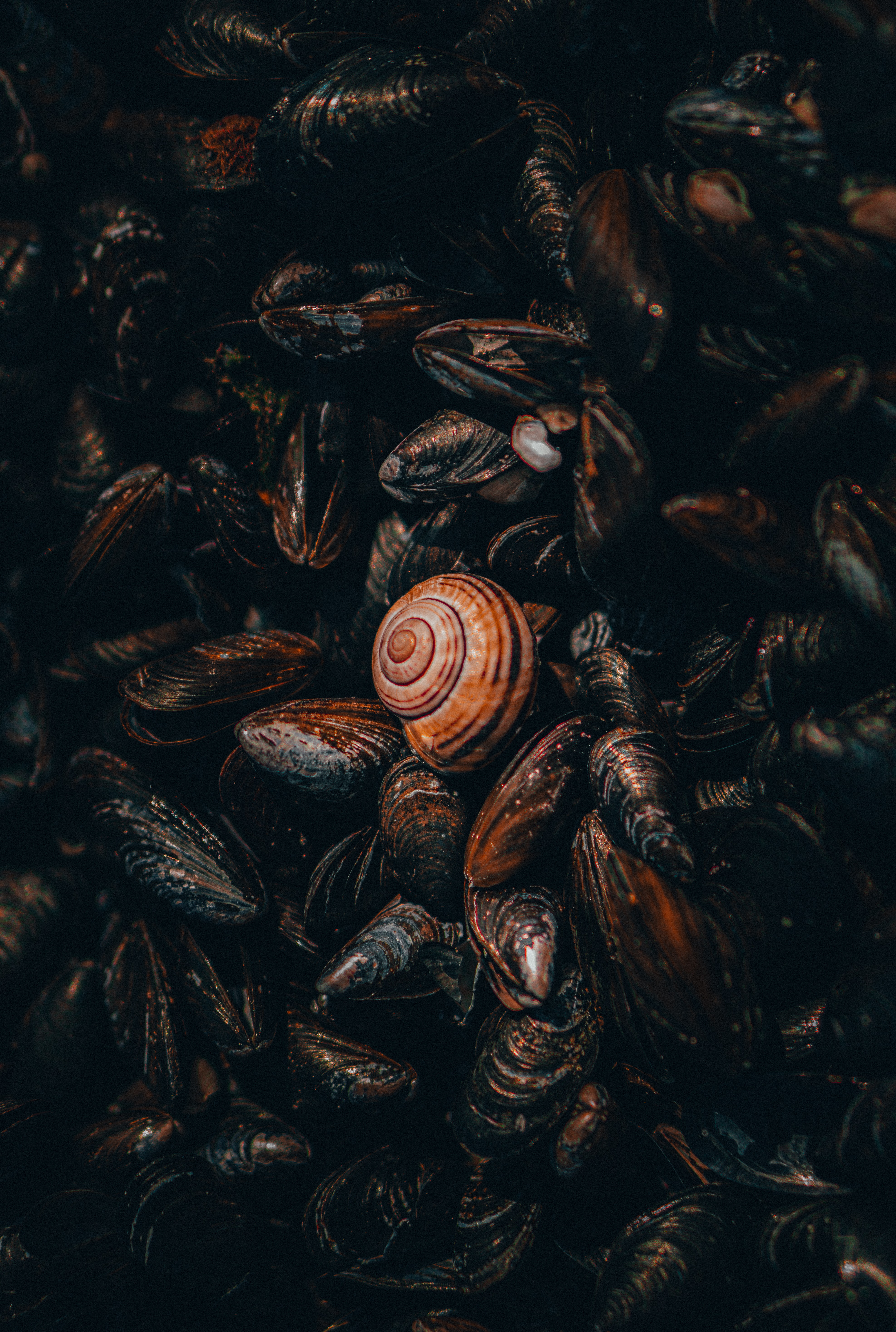 Shells mussels, miscellaneous, miscellanea, nautical 8k Backgrounds
