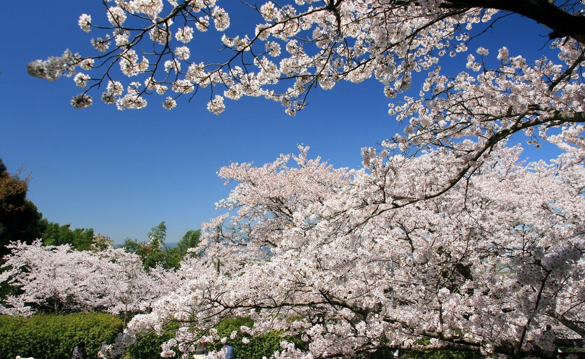 121703 Protetores de tela e papéis de parede Sakura em seu telefone. Baixe floração, flores, céu, primavera fotos gratuitamente