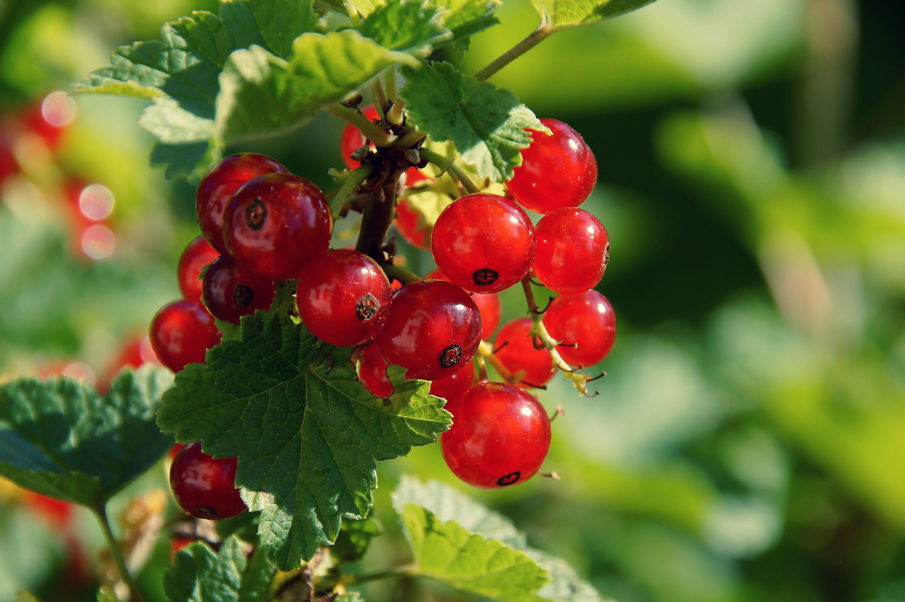 currants, green, berry, red, food, nature