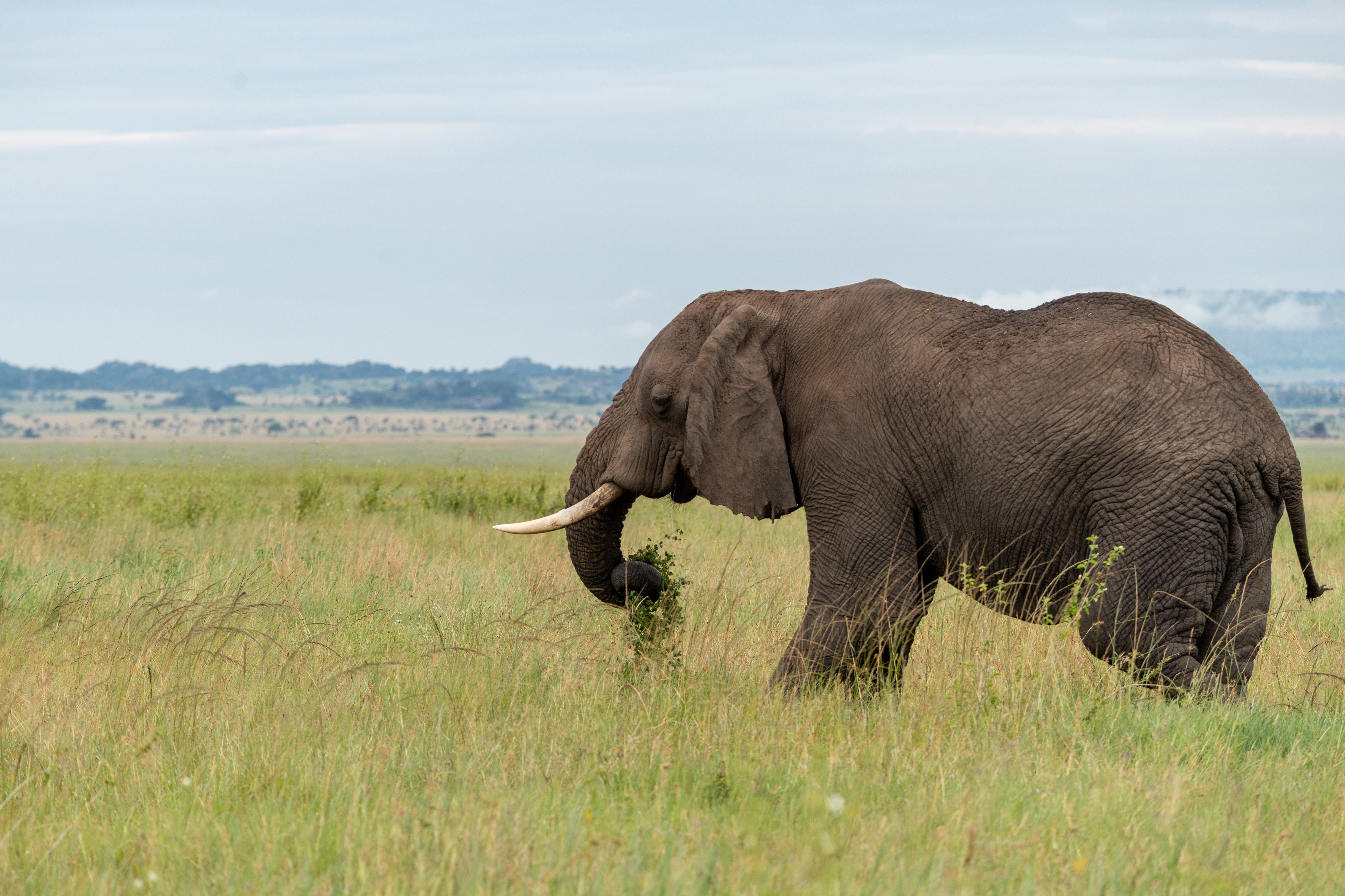 134880 Hintergrundbild herunterladen tiere, savanna, tier, elefant, elefanten, stoßzähne - Bildschirmschoner und Bilder kostenlos