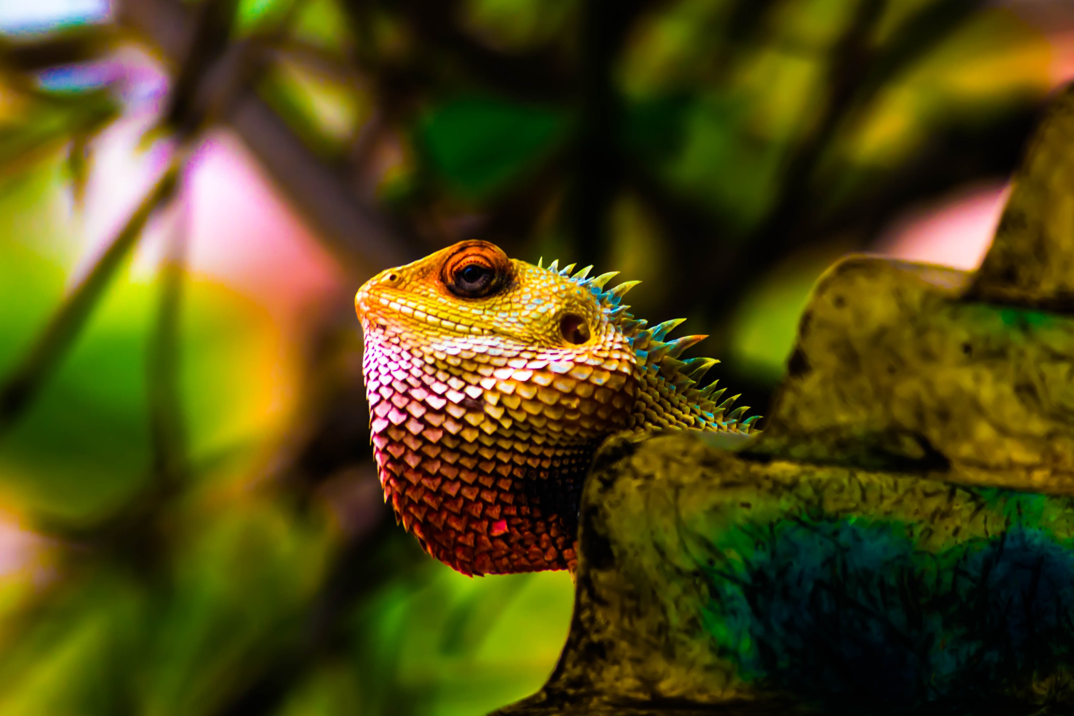 139777 Bild herunterladen reptil, tiere, farbe, reptile, waage, skala, leguan, iguana - Hintergrundbilder und Bildschirmschoner kostenlos