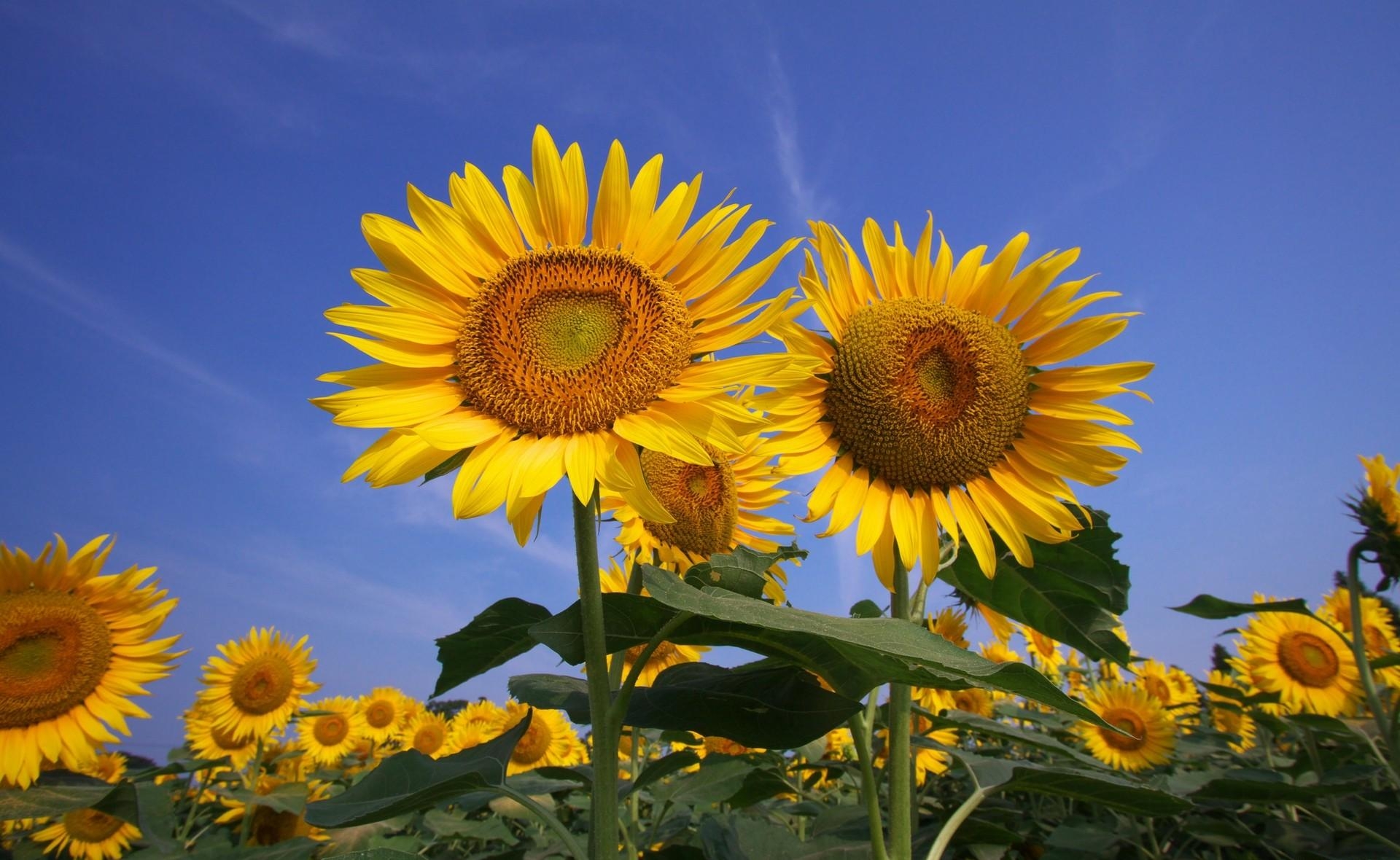 121094 Hintergrundbilder und Sonnenblumen Bilder auf dem Desktop. Laden Sie blumen, sonnenblumen, sky, sommer, feld, sonnig, sonnigen Bildschirmschoner kostenlos auf den PC herunter