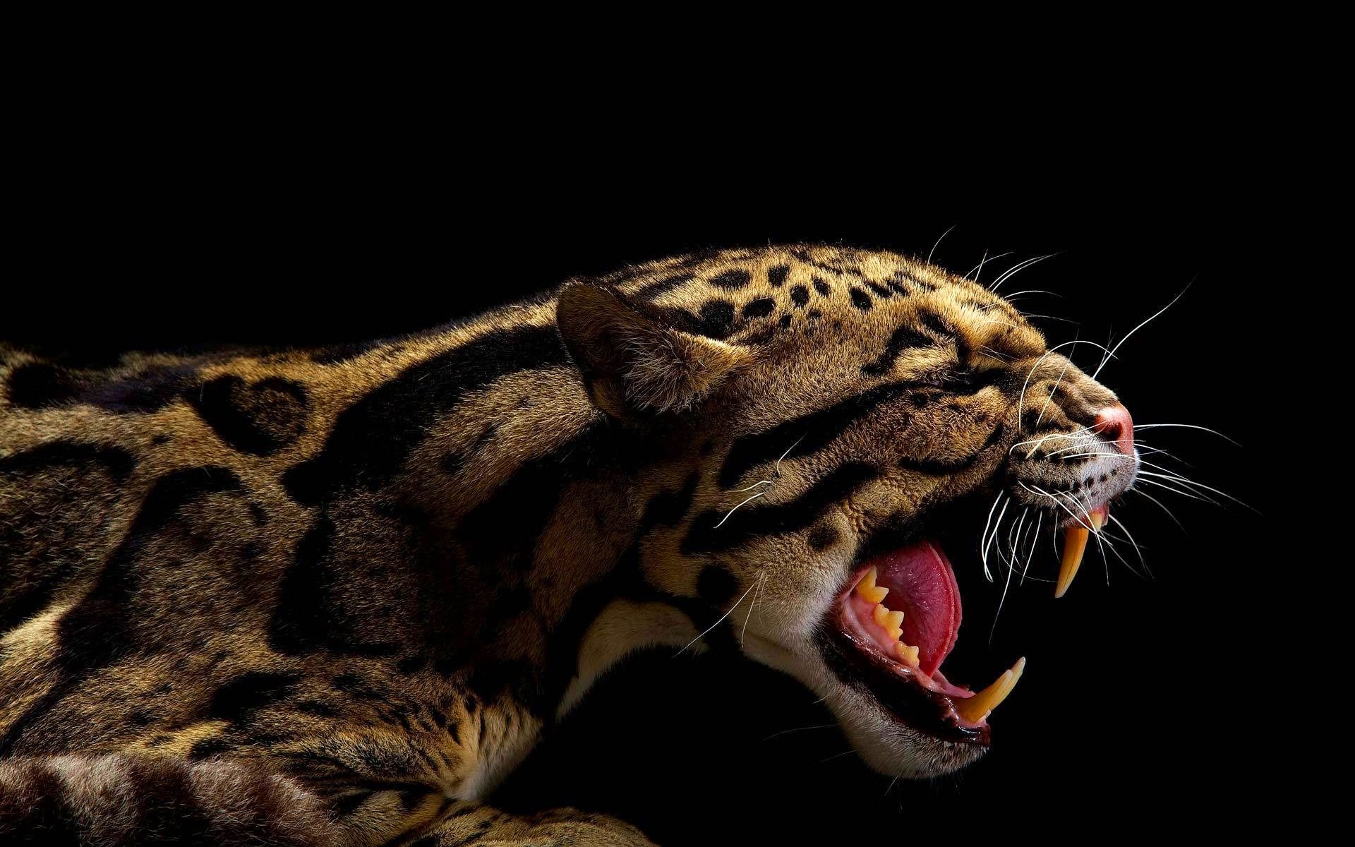45114 Hintergrundbilder und Leopards Bilder auf dem Desktop. Laden Sie tiere, schwarz Bildschirmschoner kostenlos auf den PC herunter