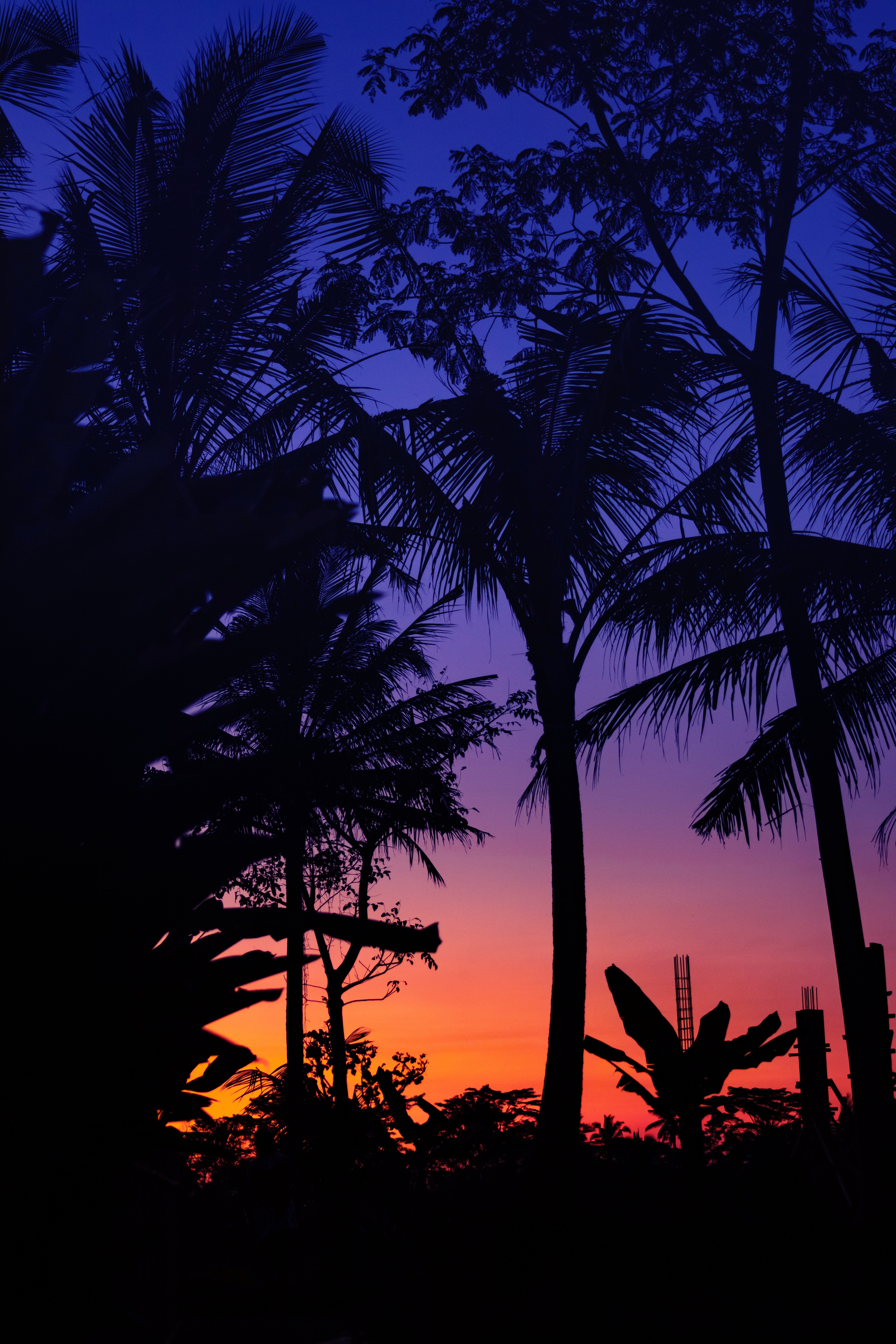 sunset, dark, silhouettes, twilight, palms, dusk Phone Background