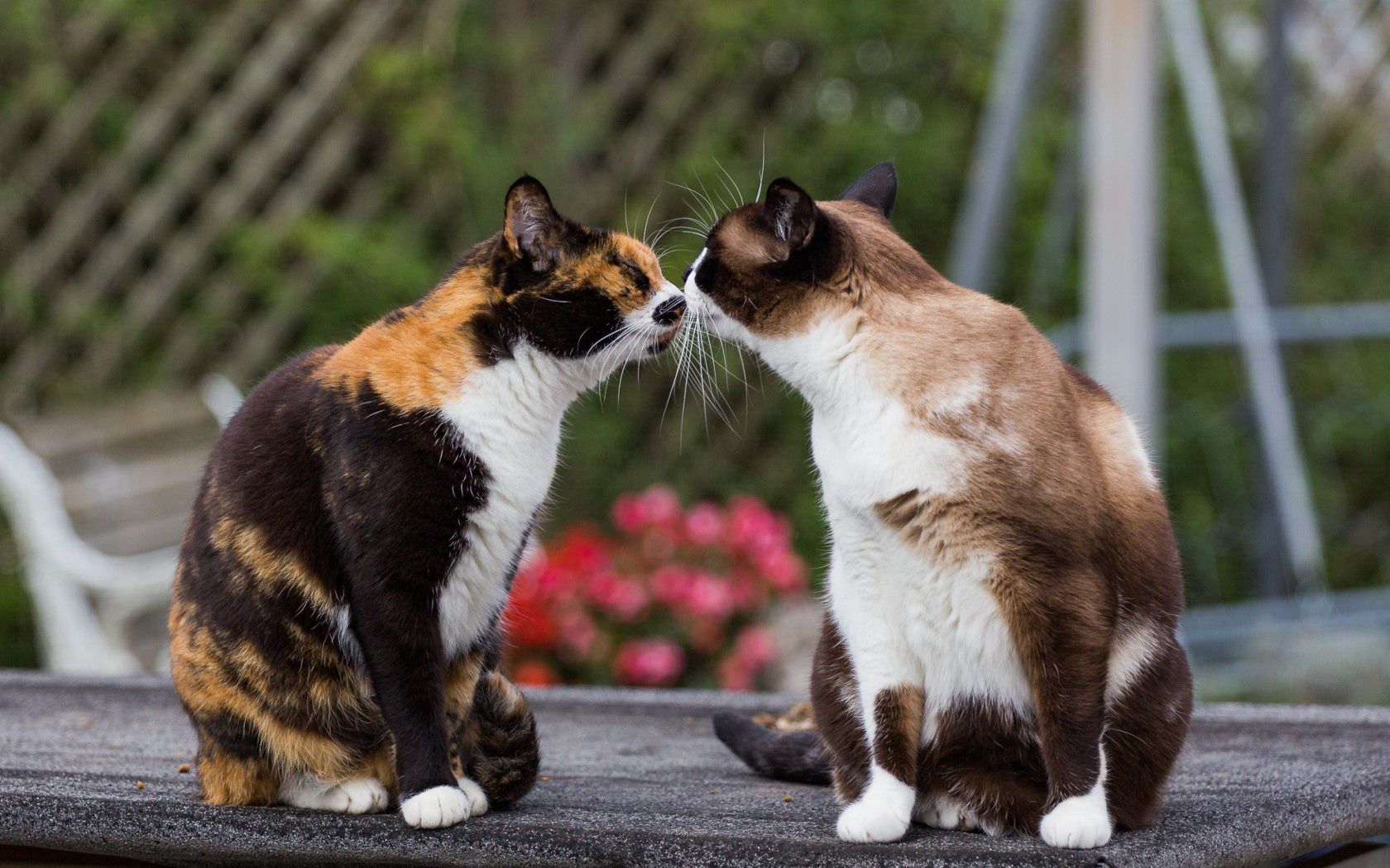 157956 download wallpaper animals, cats, tenderness, kiss screensavers and pictures for free