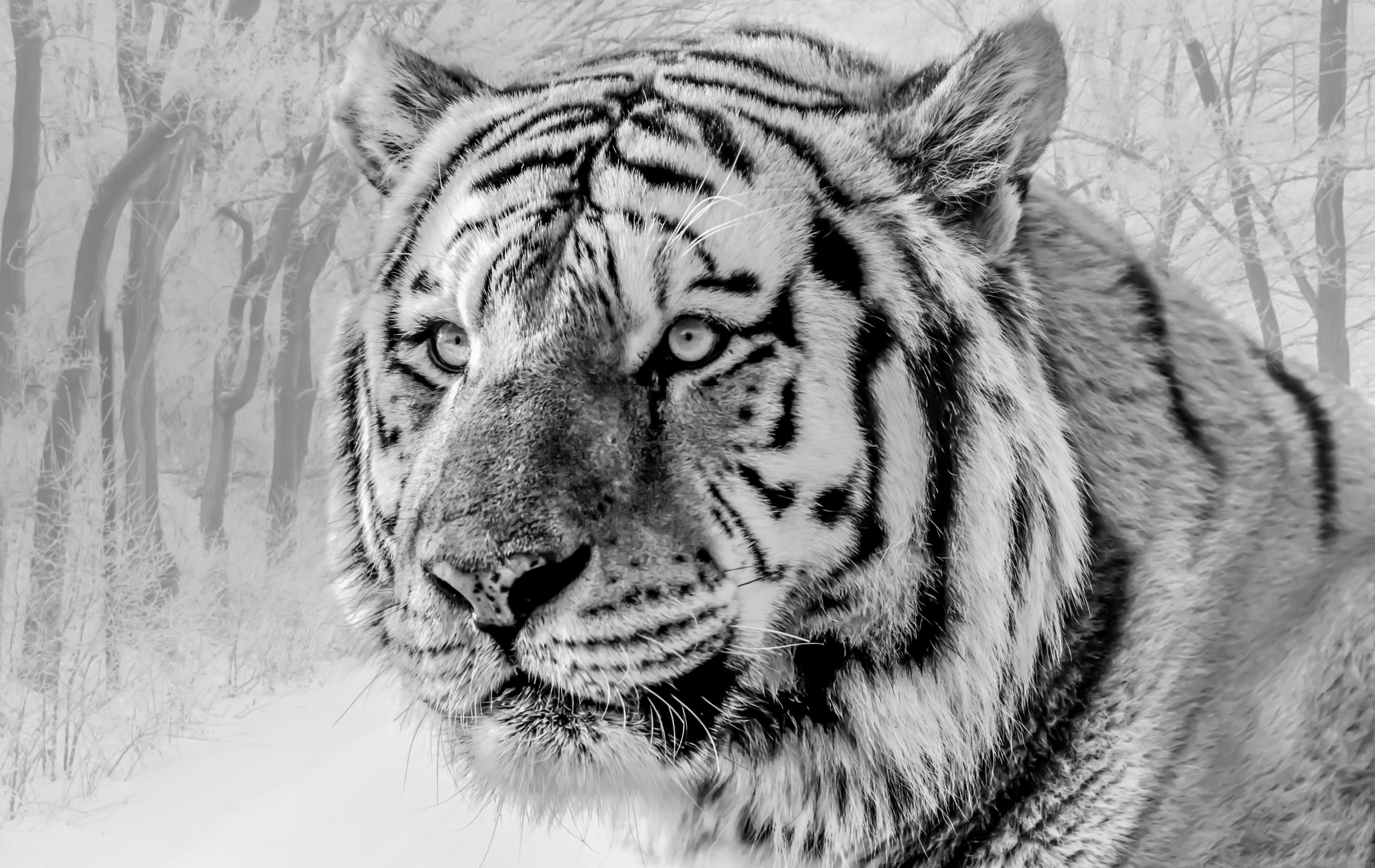 Cool HD Wallpaper big cat, predator, animals, chb