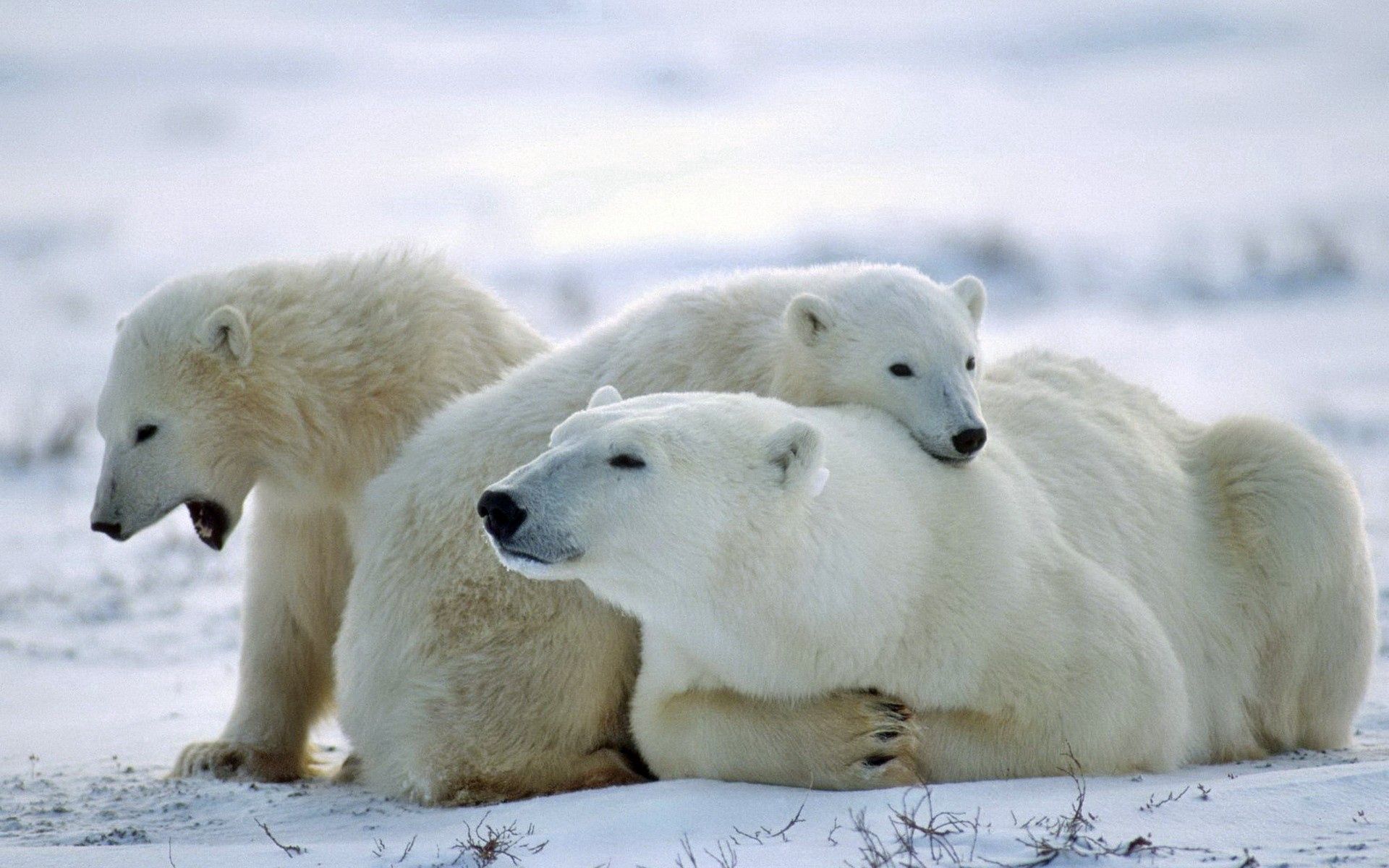 animals, family, bear, polar bear Vertical Wallpapers