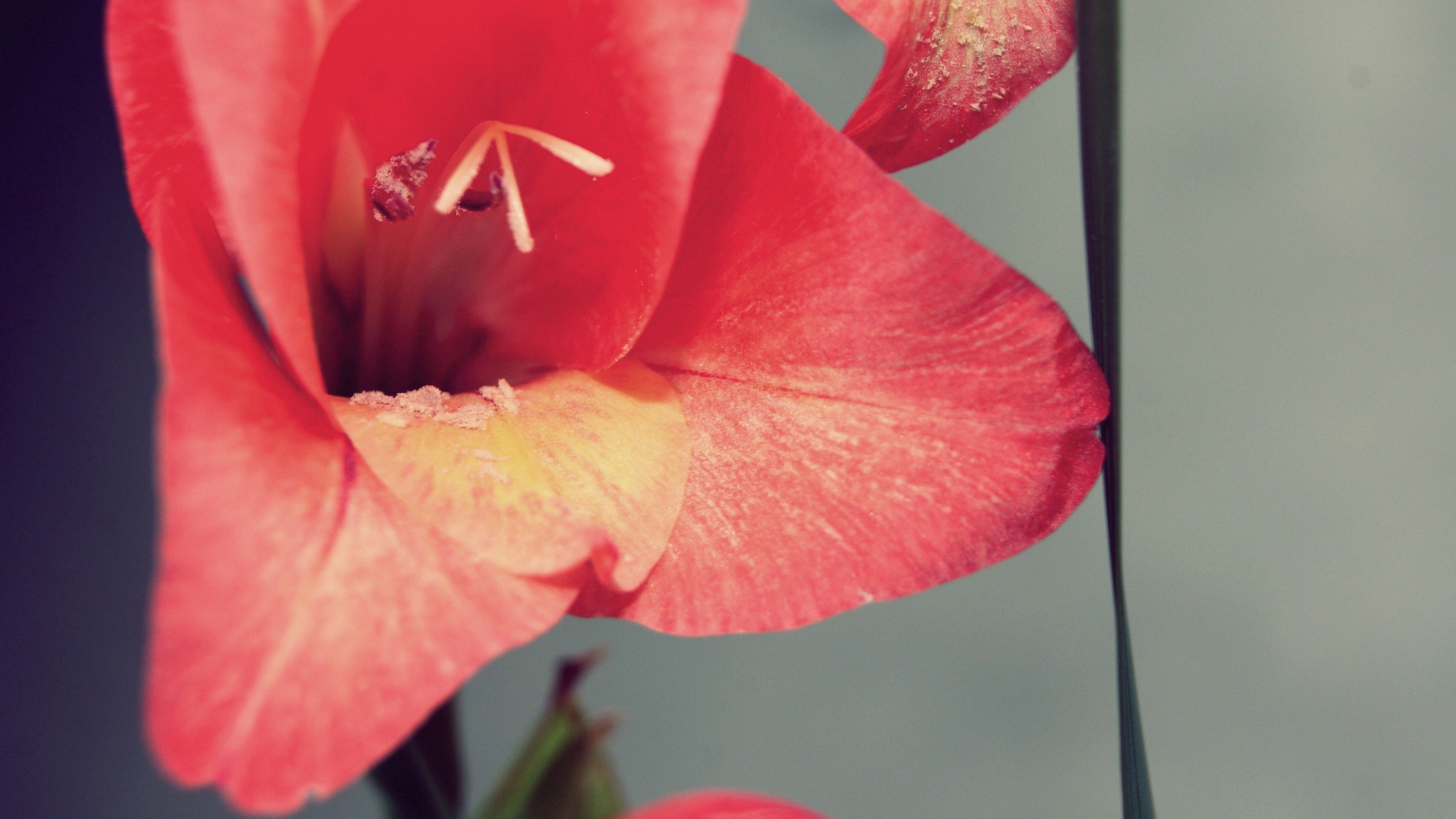 background, flower, macro, petals, stamens 1080p