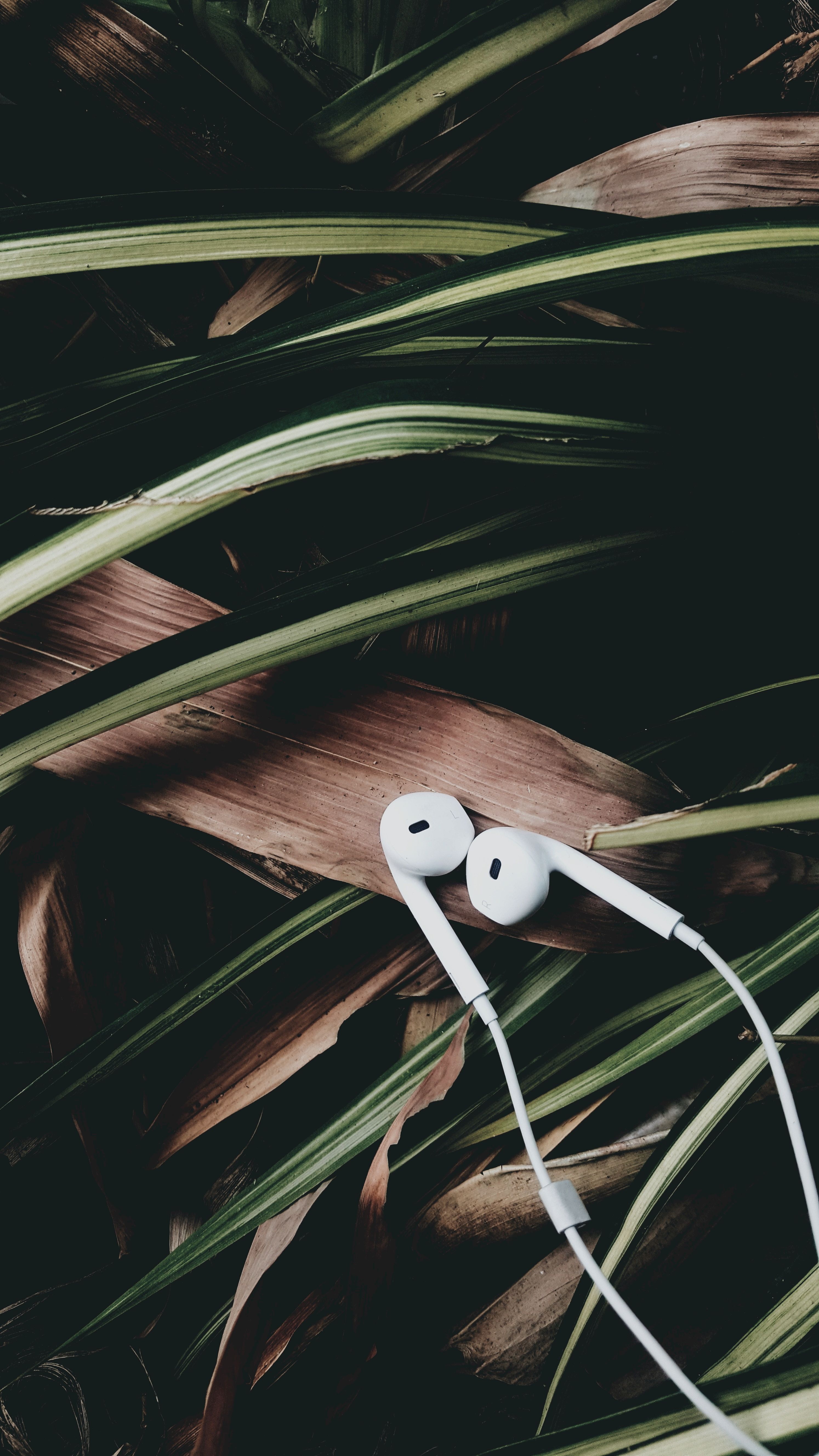 32k Wallpaper Headphones music, leaves, audio