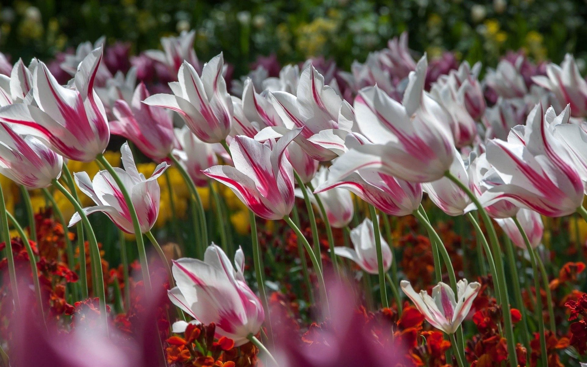 129803 Salvapantallas y fondos de pantalla Tulipanes en tu teléfono. Descarga imágenes de naturaleza, flores, tulipanes, rayas, rayado gratis