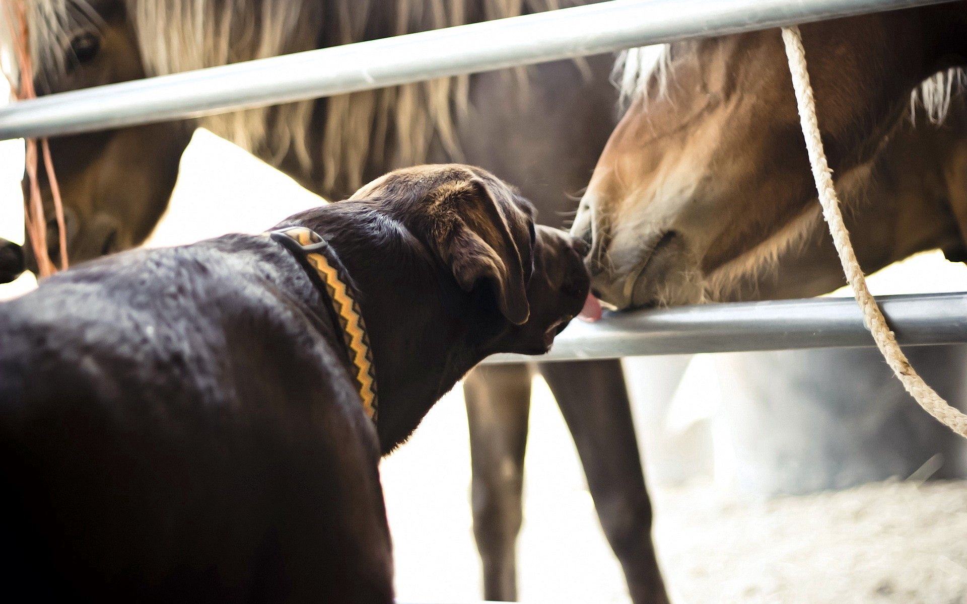 horse, animals, dog, kiss 3d Wallpaper