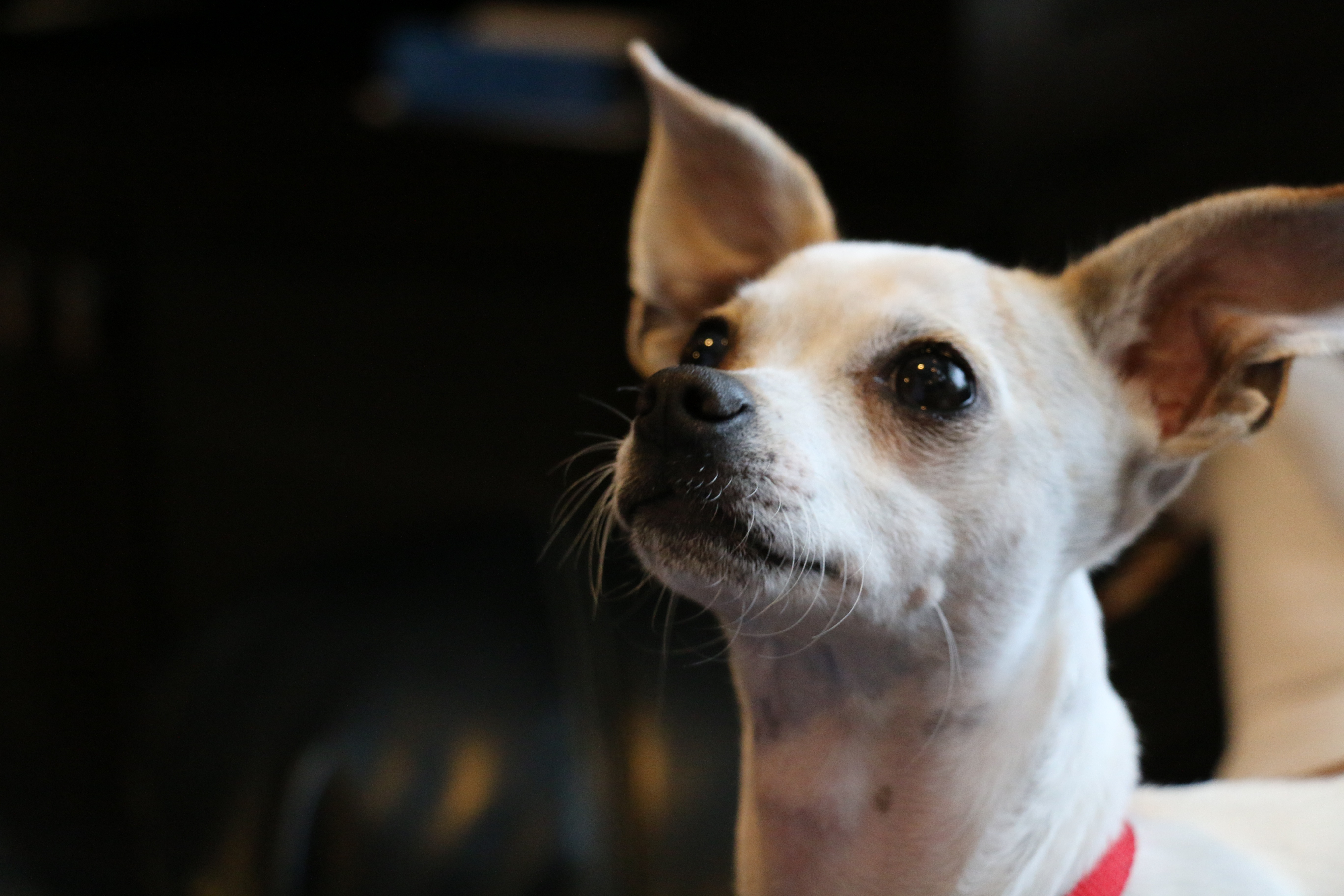 Laden Sie Chihuahua HD-Desktop-Hintergründe herunter