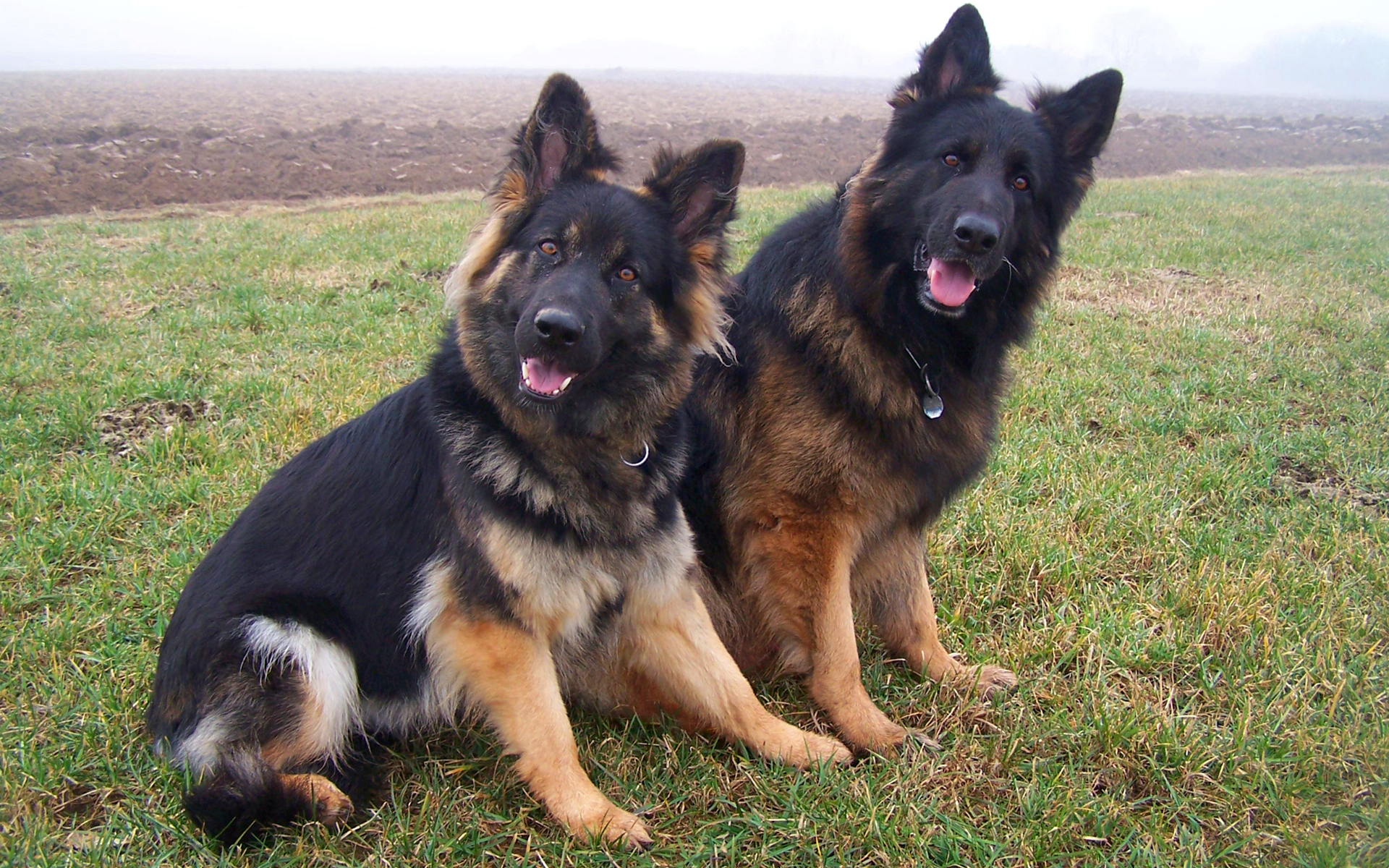 HD desktop wallpaper: Dogs, Dog, Animal, German Shepherd download free  picture #316017