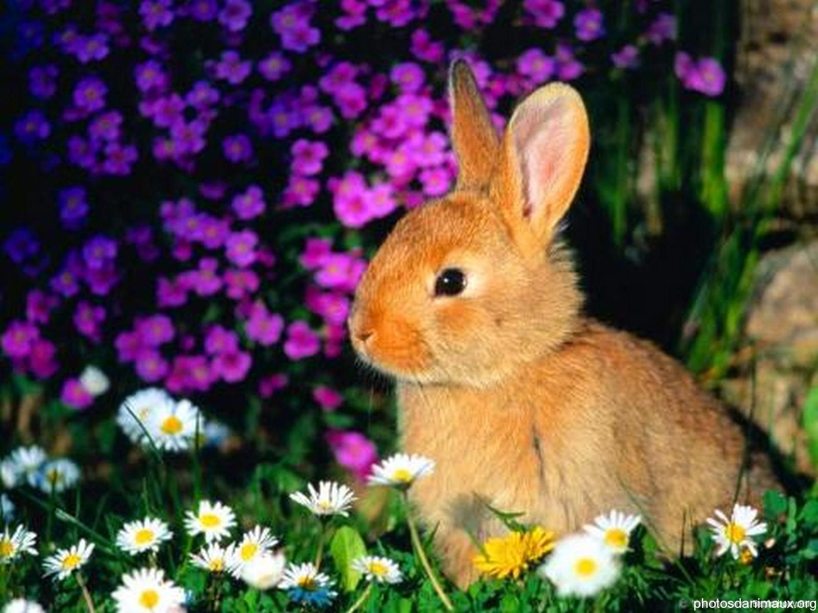 Cool Backgrounds animal Rabbit