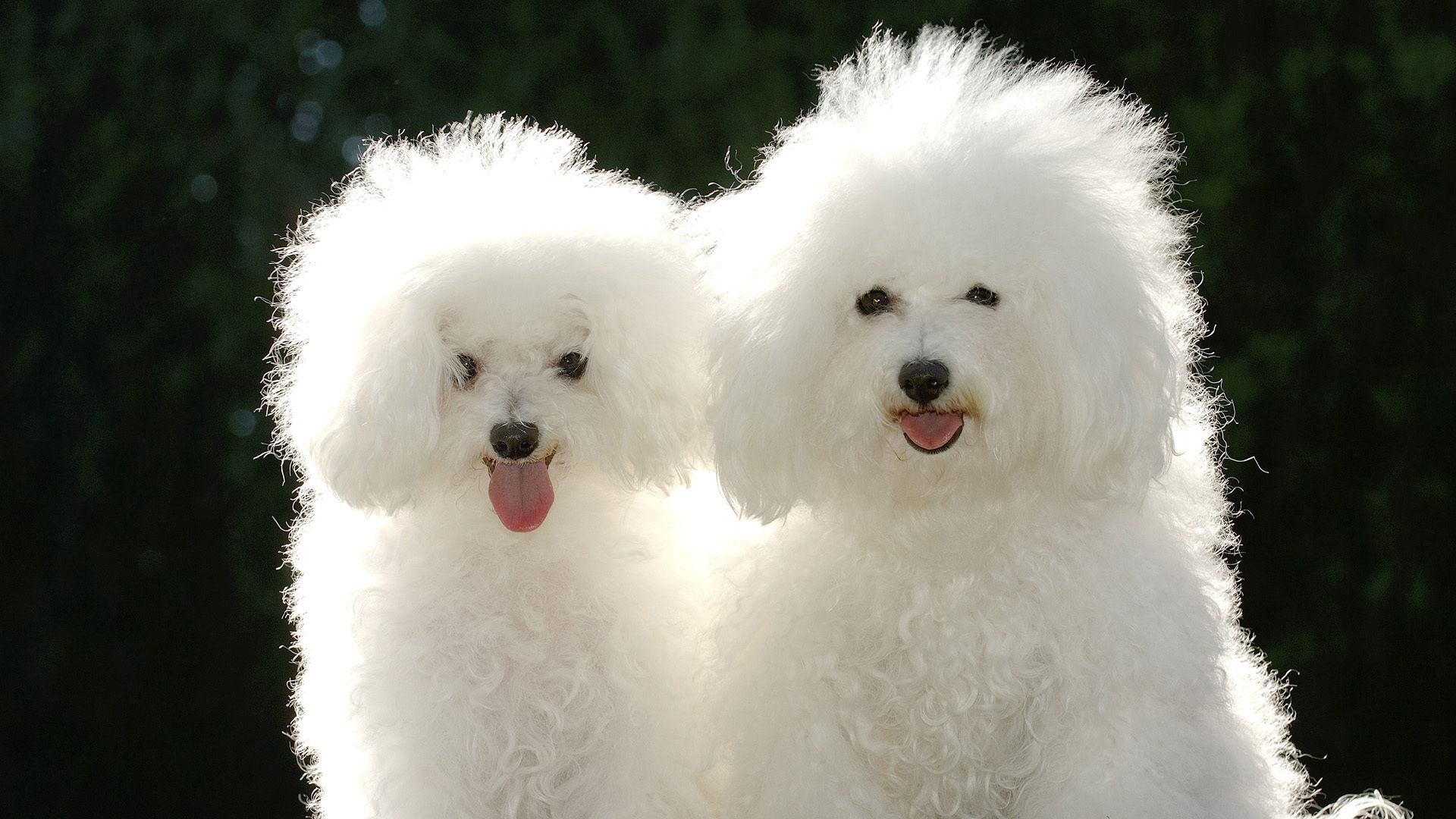 Mobile wallpaper: Animals, Poodle, Shadow, Pair, Couple, Dogs, 107063  download the picture for free.