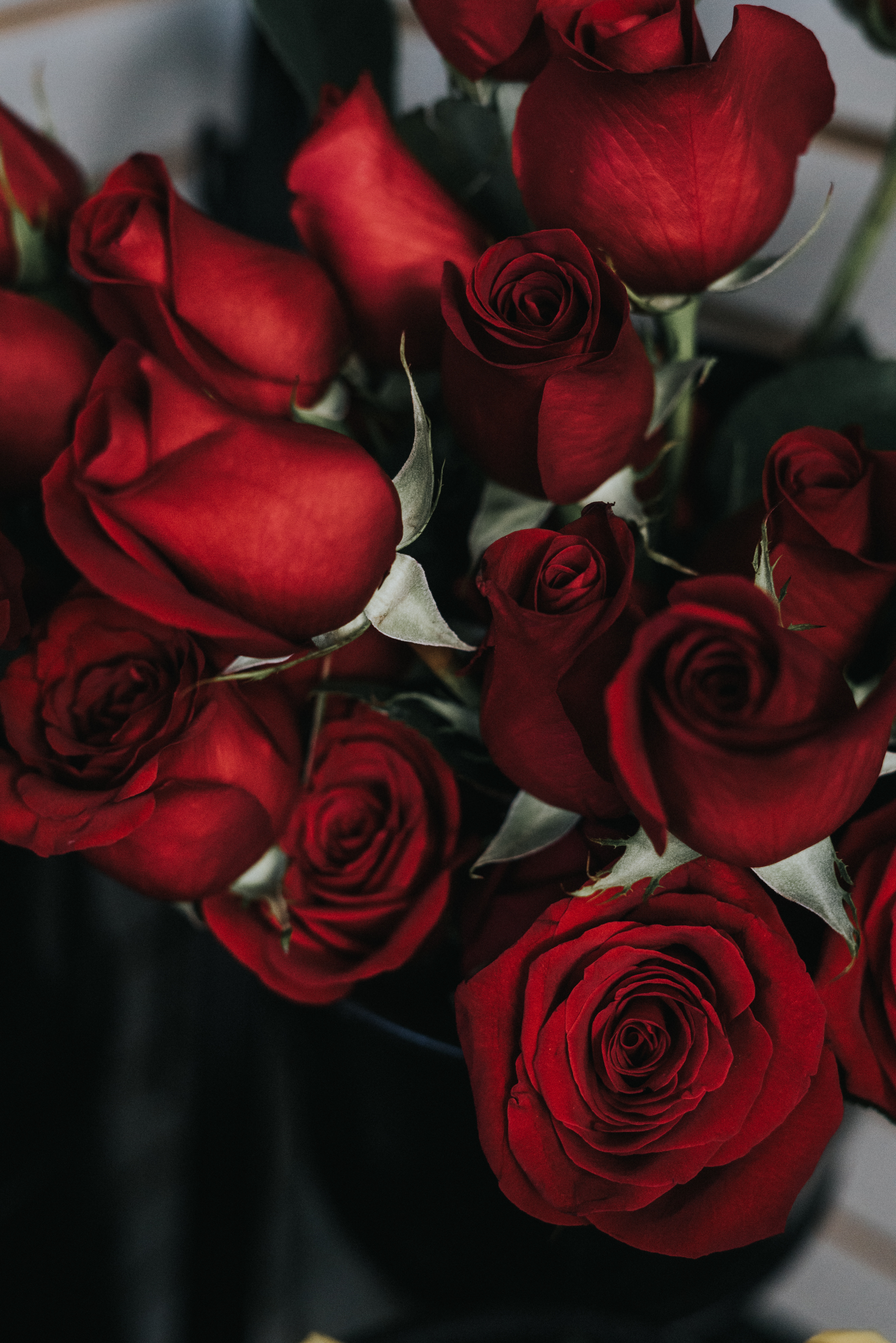 135455 Bildschirmschoner und Hintergrundbilder Bouquet auf Ihrem Telefon. Laden Sie blumen, roses, rot, blütenblätter, strauß, bouquet Bilder kostenlos herunter