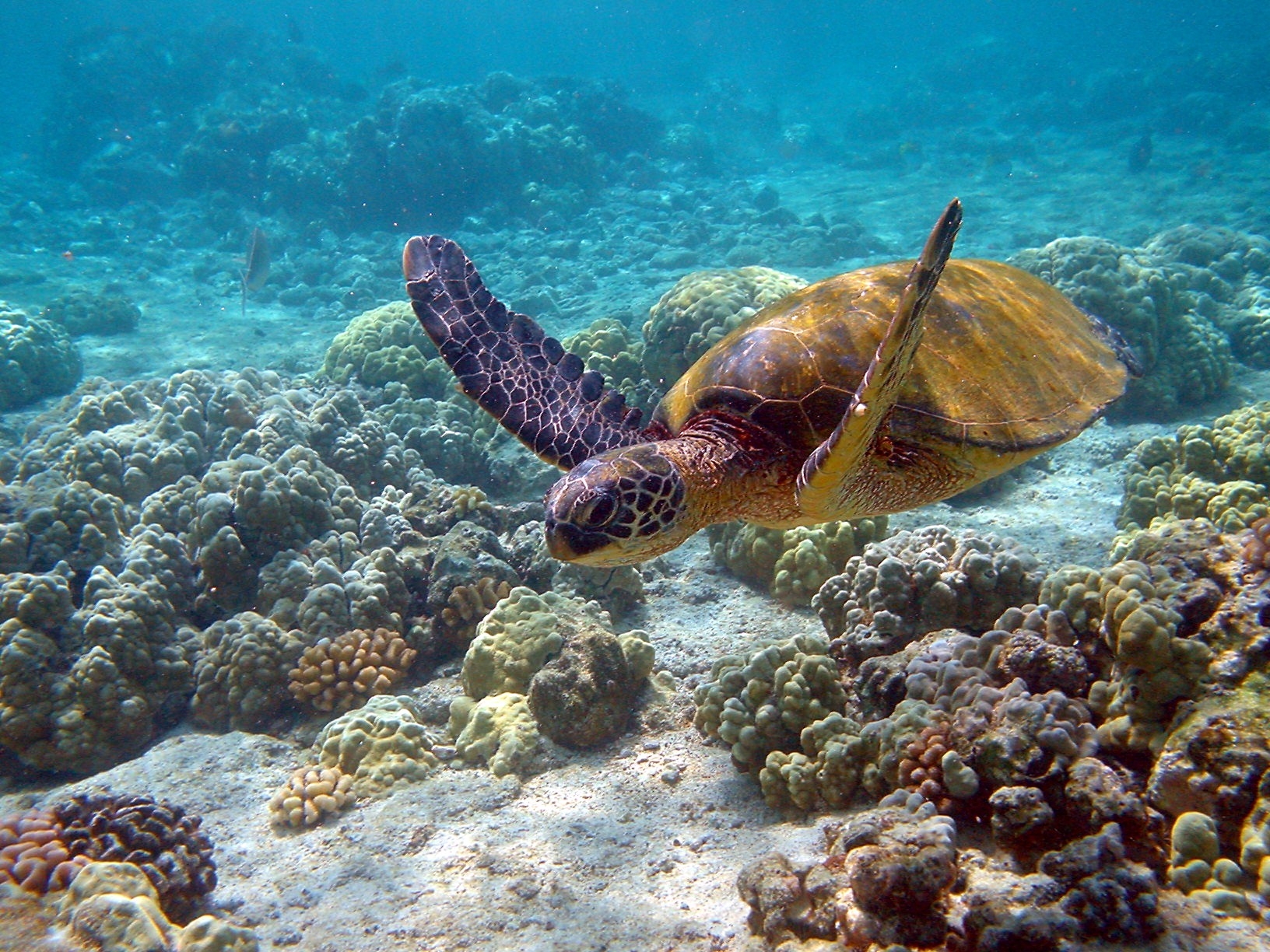 underwater world, animals, to swim, swim, turtle