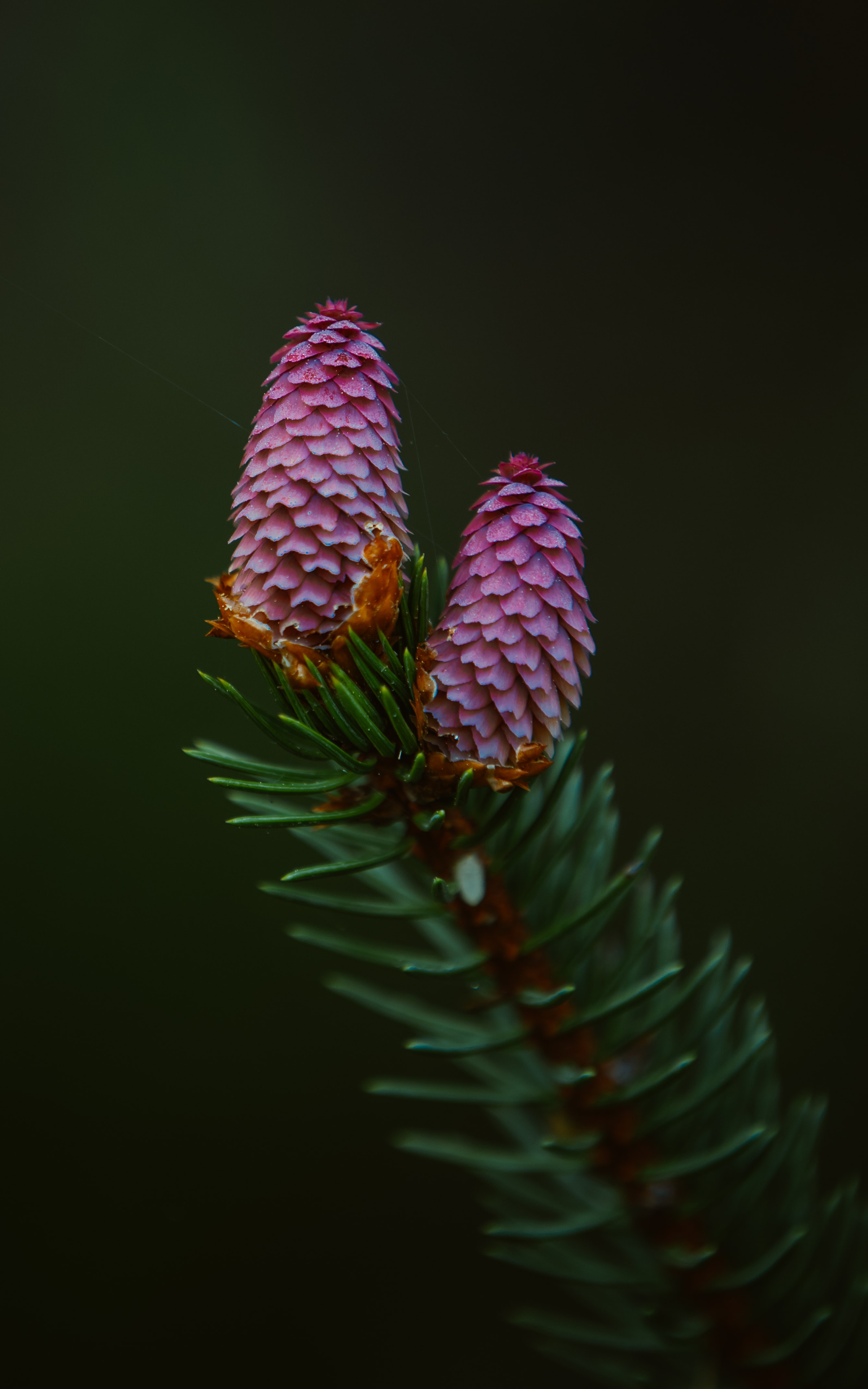 fir, macro, needle, branch, spruce, spruce cone, spruce bump for android