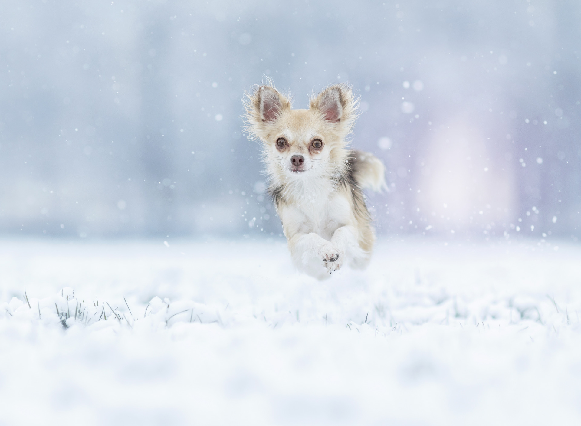 snow, chihuahua, dog, animal home screen for smartphone