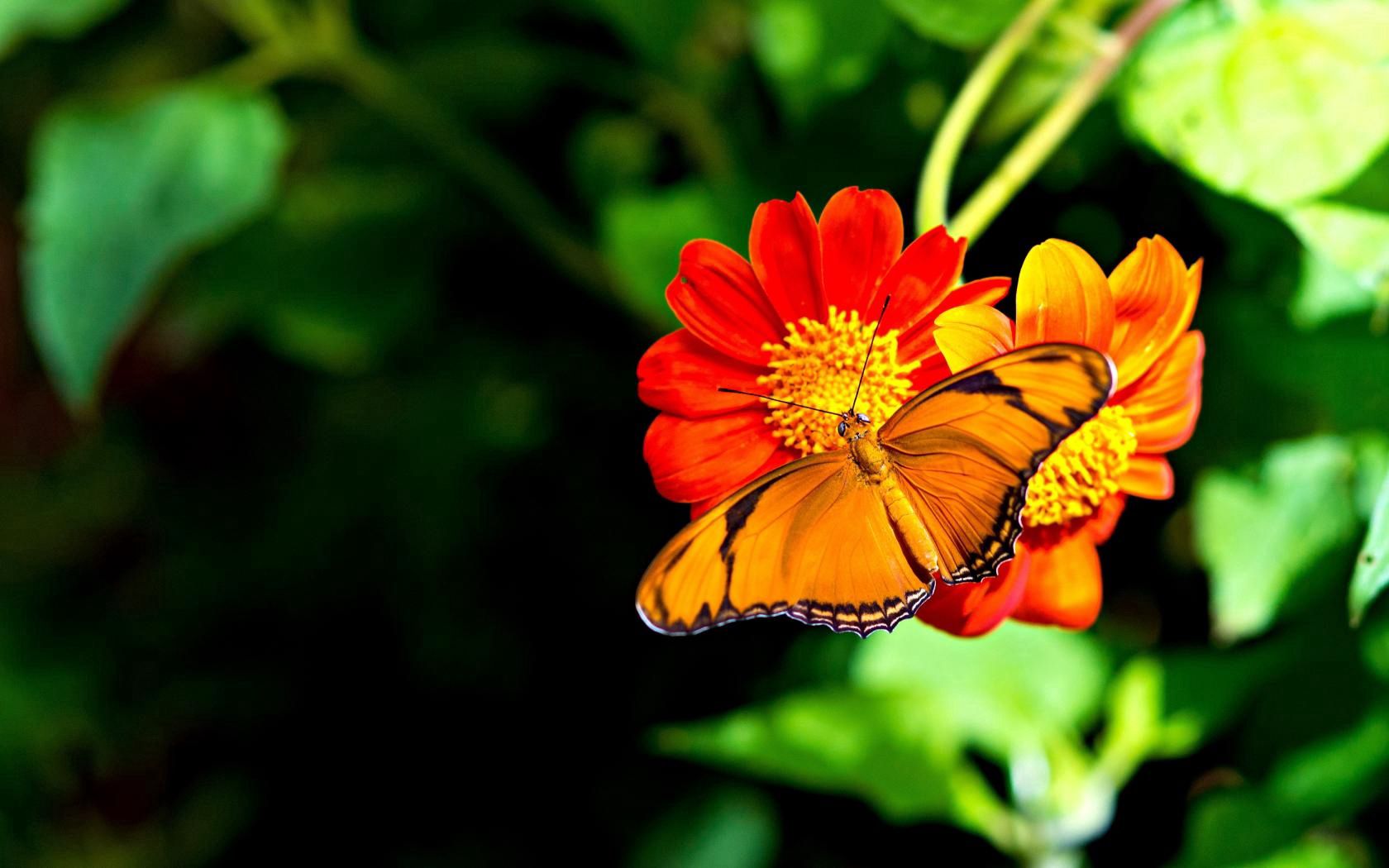 Laden Sie das Blume, Makro, Hell, Schmetterling-Bild kostenlos auf Ihren PC-Desktop herunter