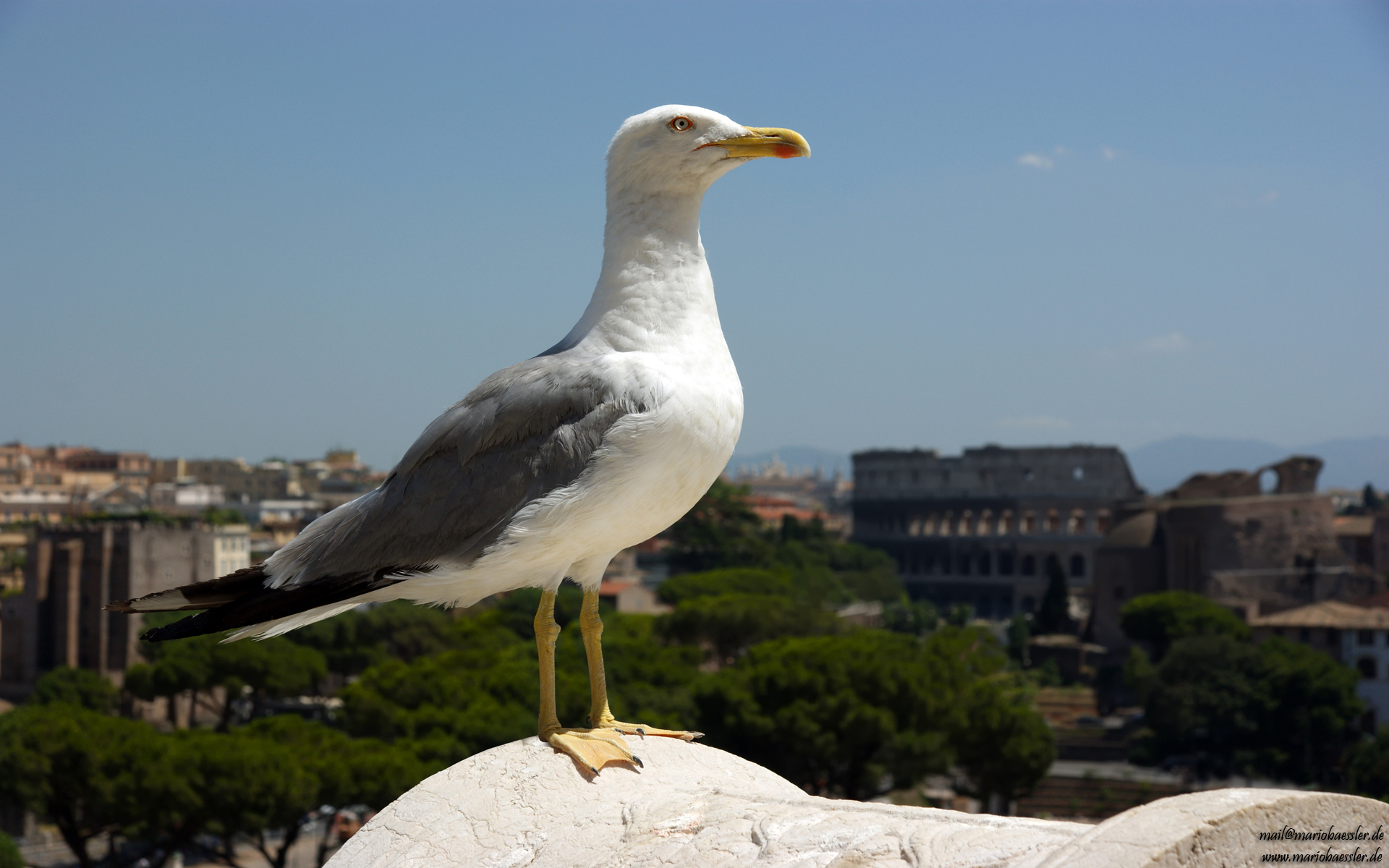 seagull, animal, birds 32K