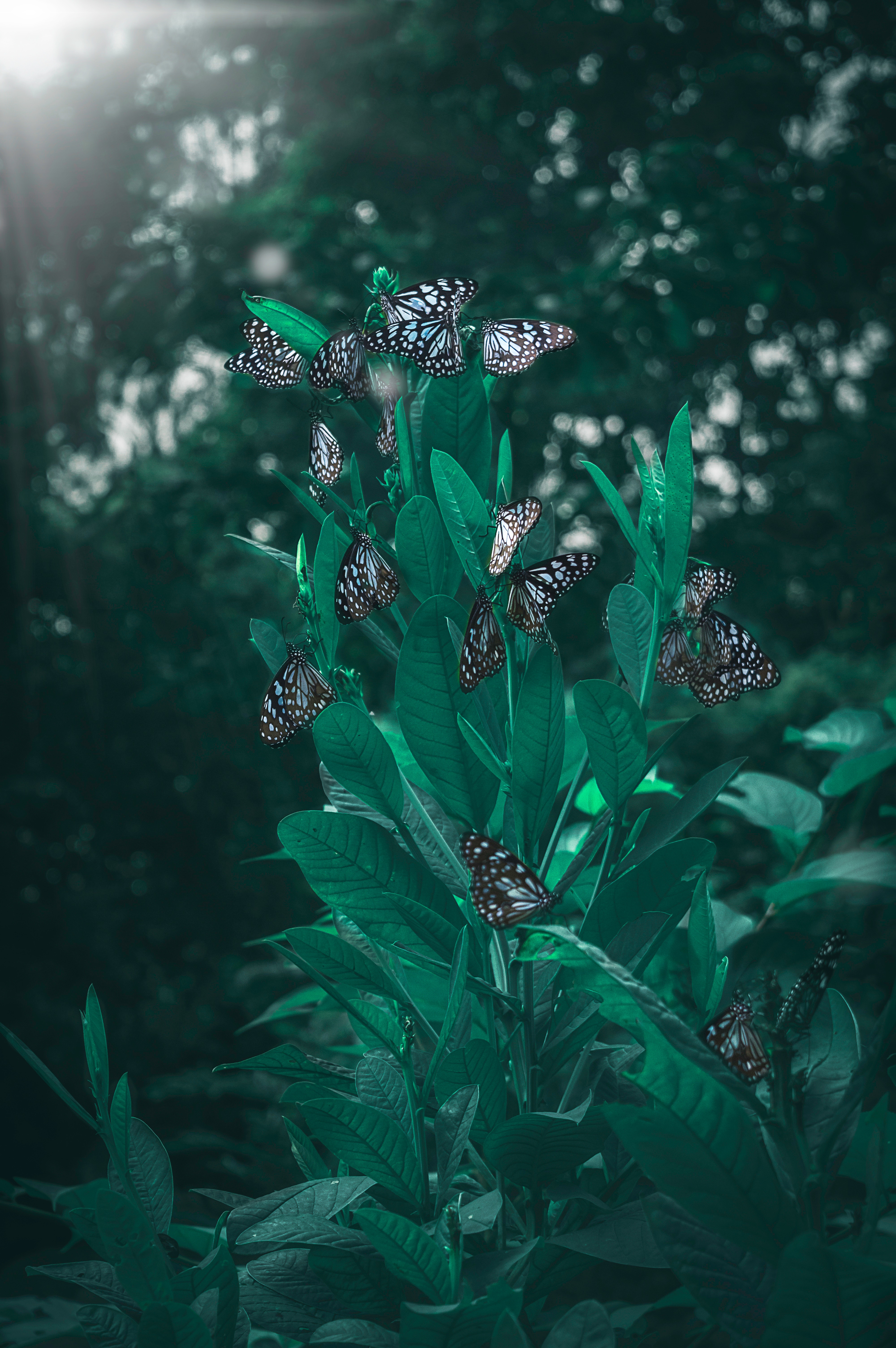 butterflies, smooth, leaves, plant, macro, blur lock screen backgrounds
