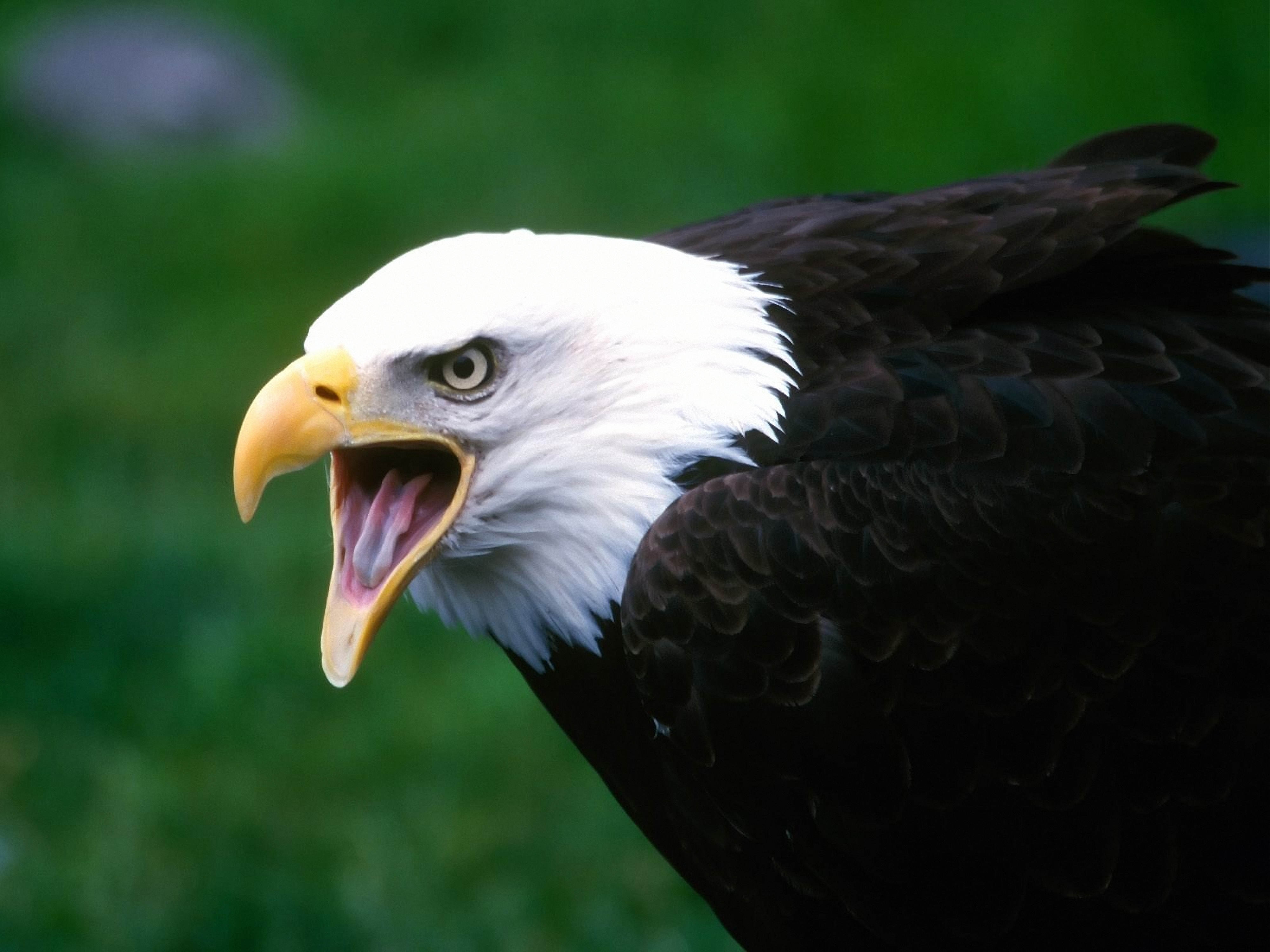 145788 Screensavers and Wallpapers Scream for phone. Download animals, bird, beak, eagle, scream, cry pictures for free