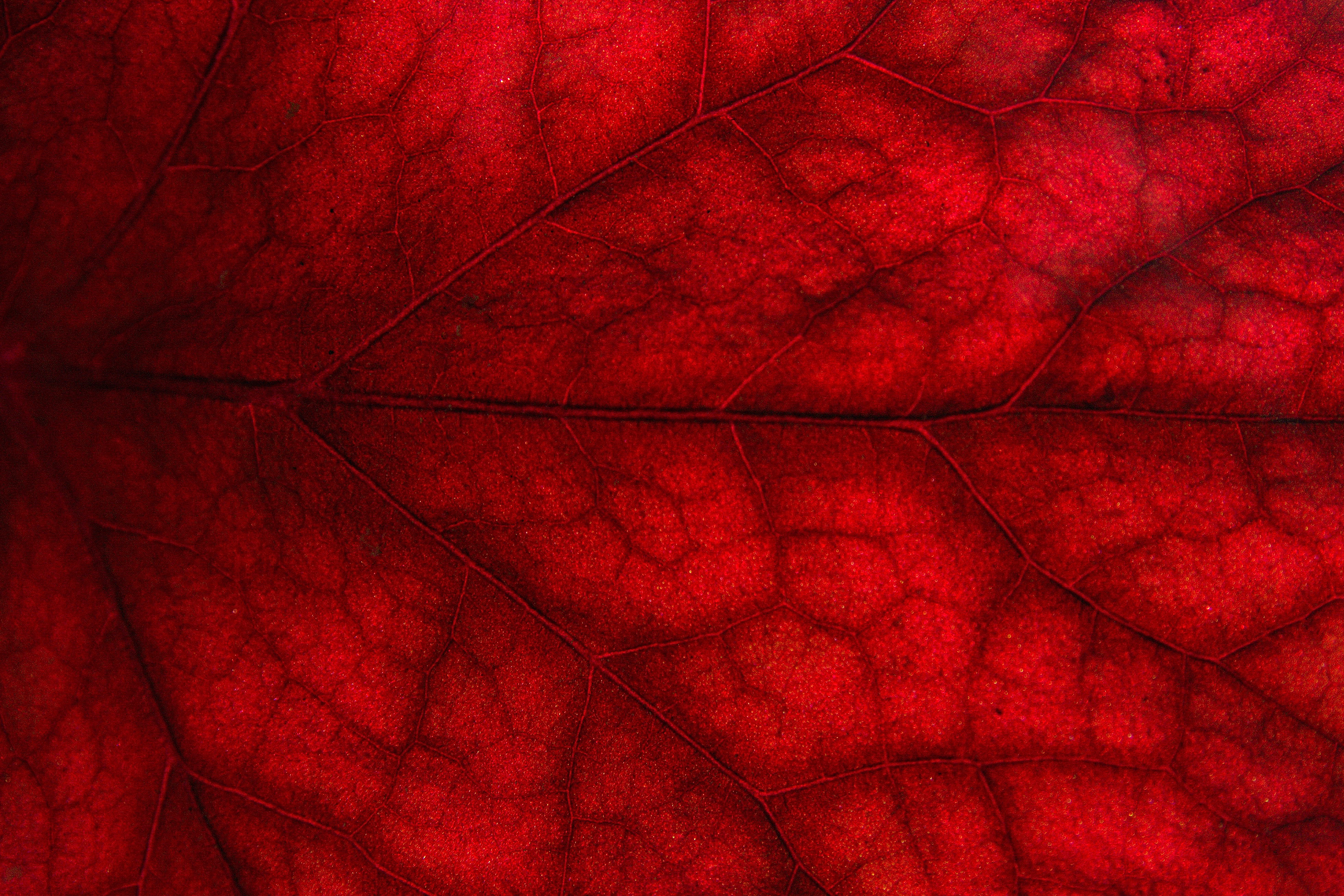 red, macro, sheet, leaf, cransay wallpapers for tablet