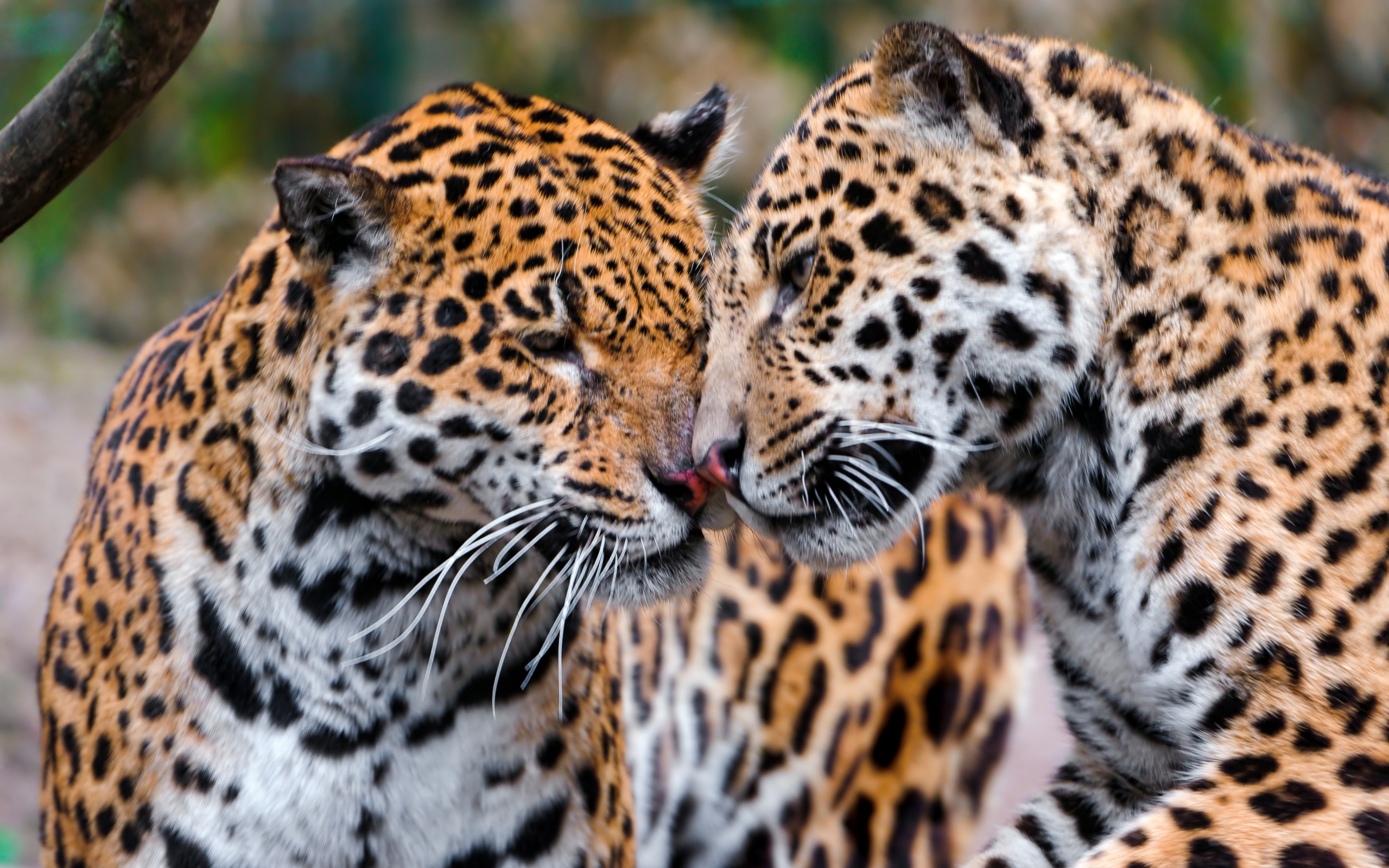 32k Wallpaper Predators pair, jaguars, tenderness, couple