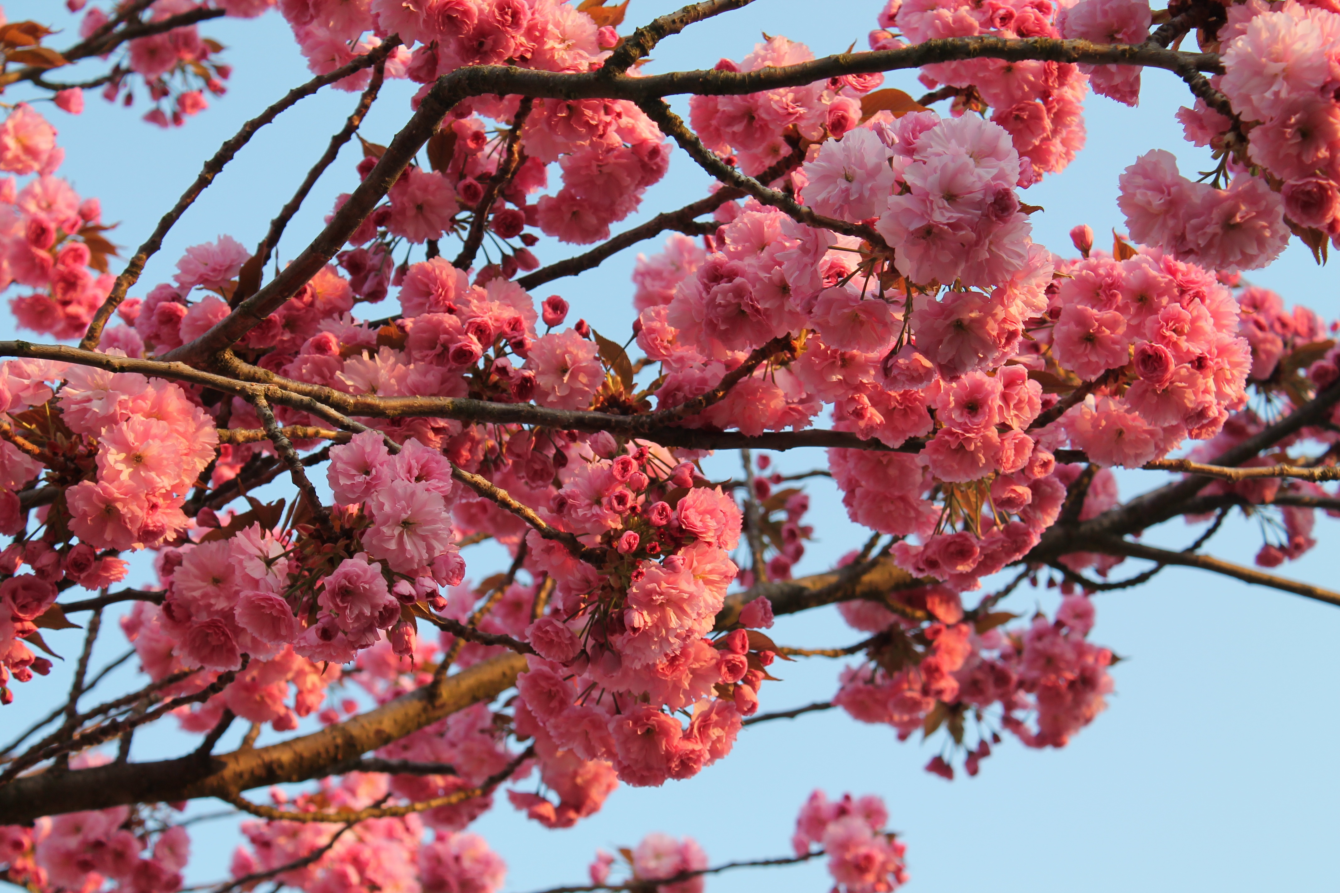 flowering, bloom, tree, wood Spring Tablet Wallpapers