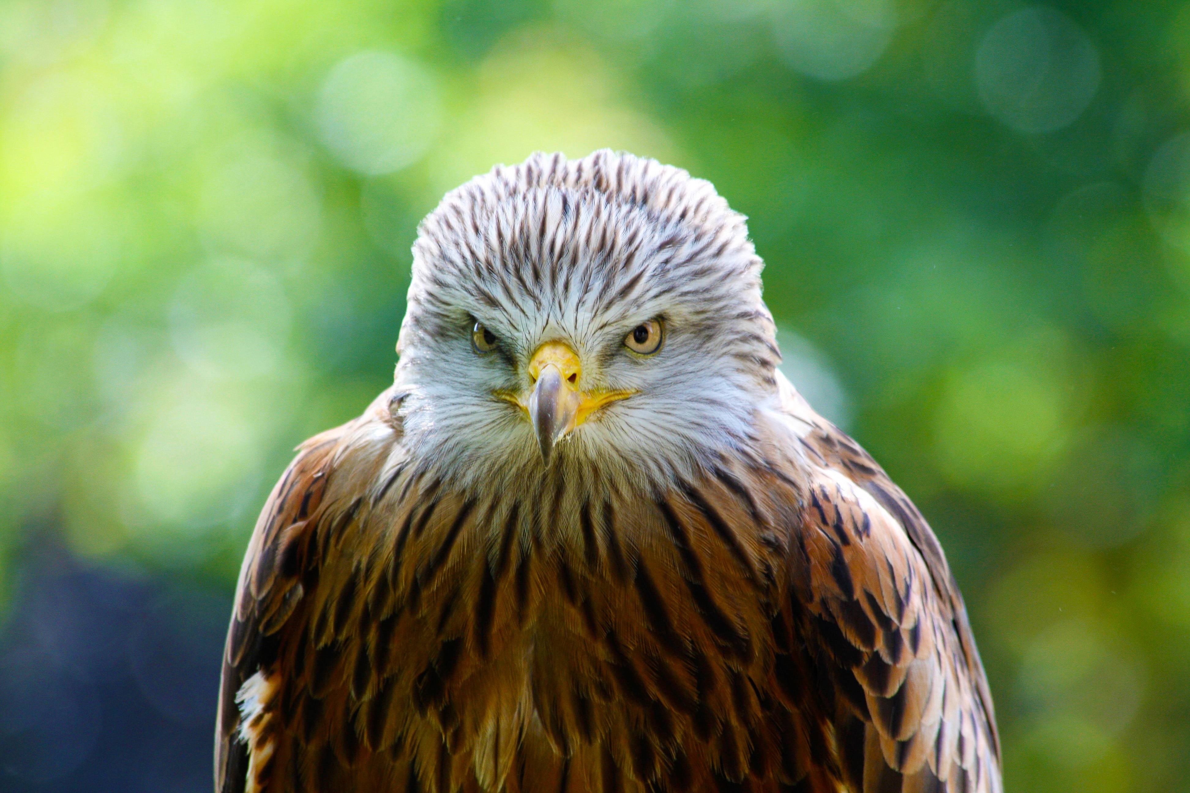 Laden Sie das Tiere, Vogel, Raubtier, Predator, Falke, Hawk-Bild kostenlos auf Ihren PC-Desktop herunter