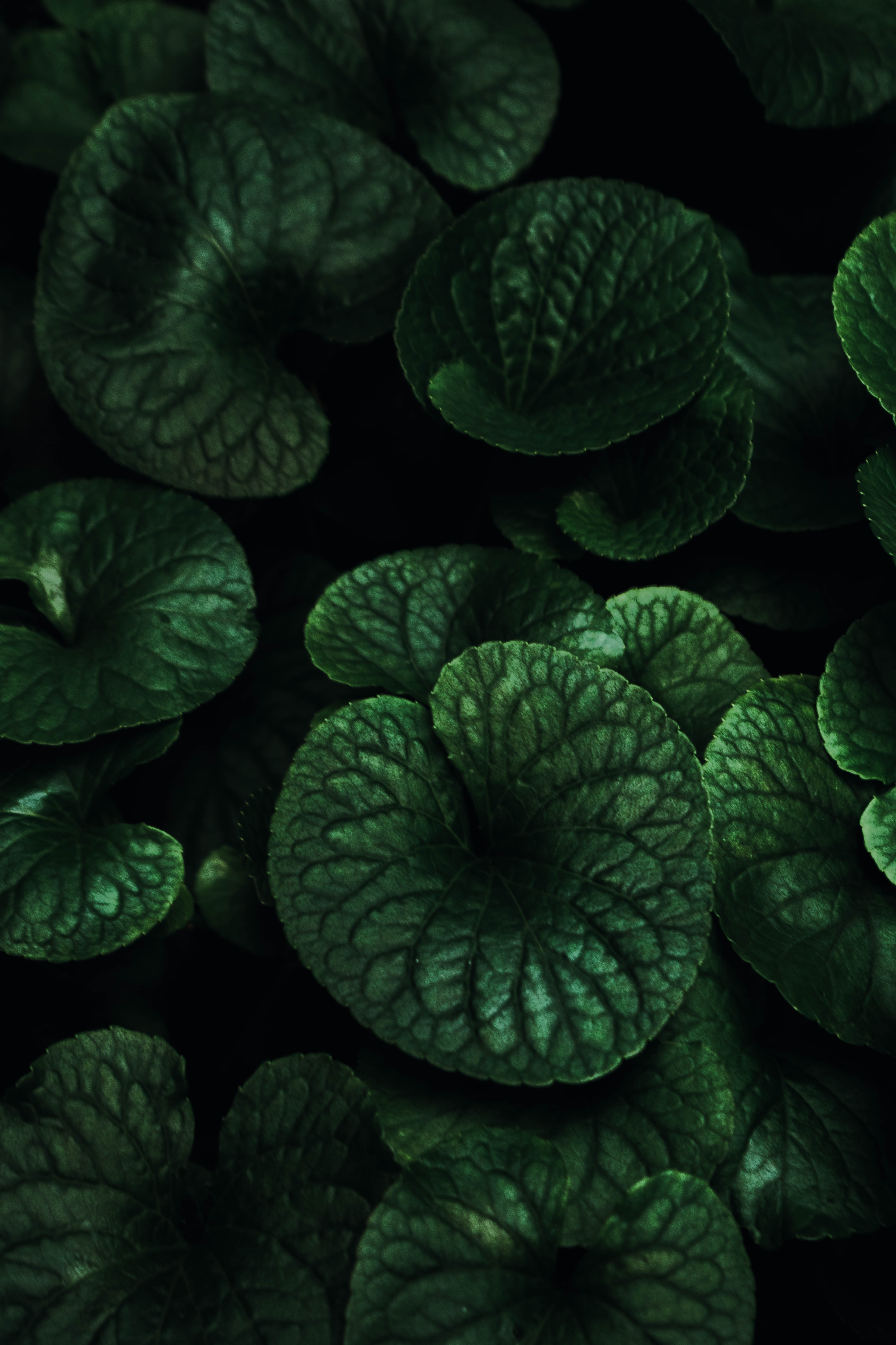 dark, texture, leaves, plant Veins Tablet Wallpapers