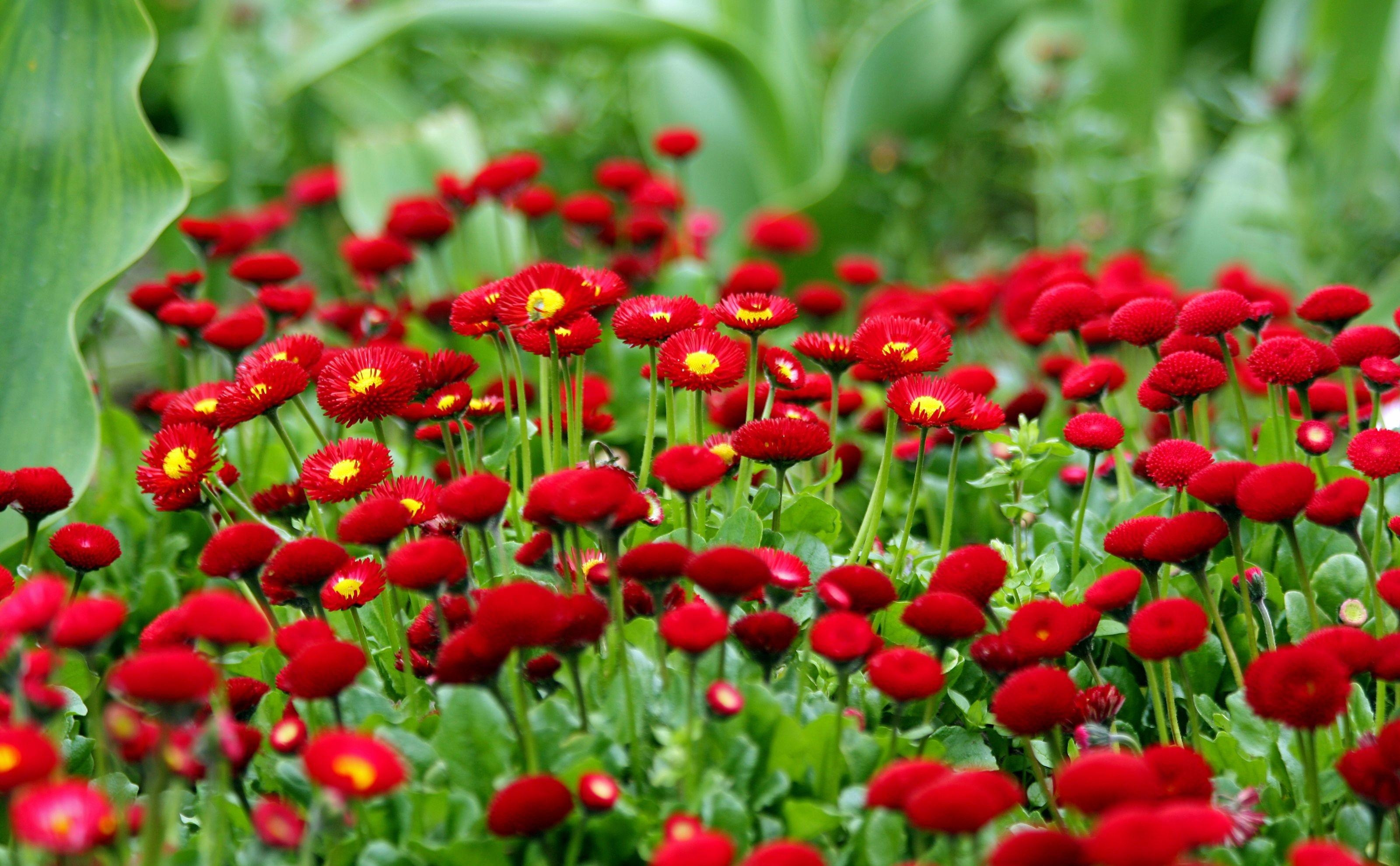 smooth, flower bed, daisies, flowers, red, blur, greens, flowerbed 1080p