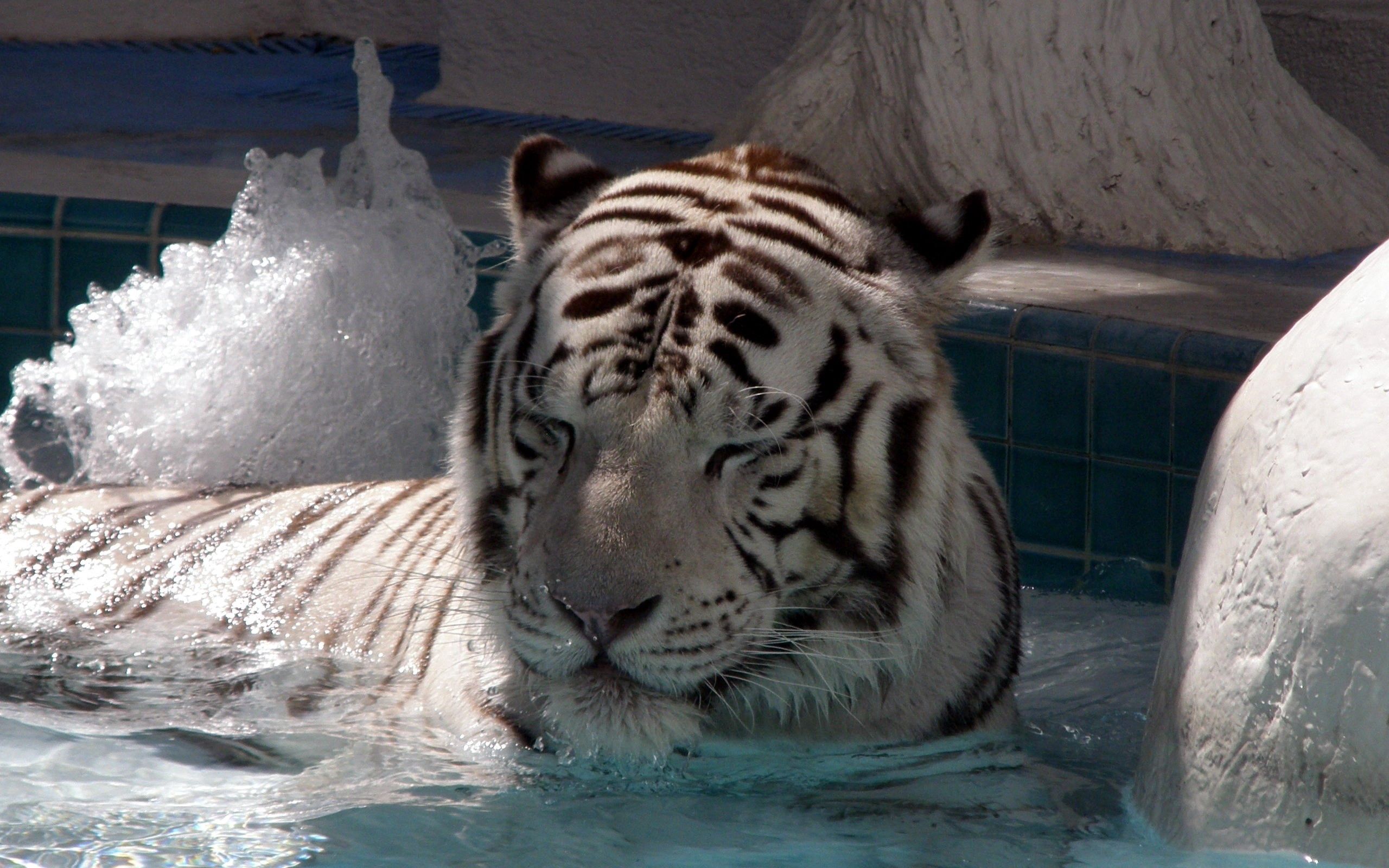 Free Images big cat, bathe, to lie down, animals Tiger