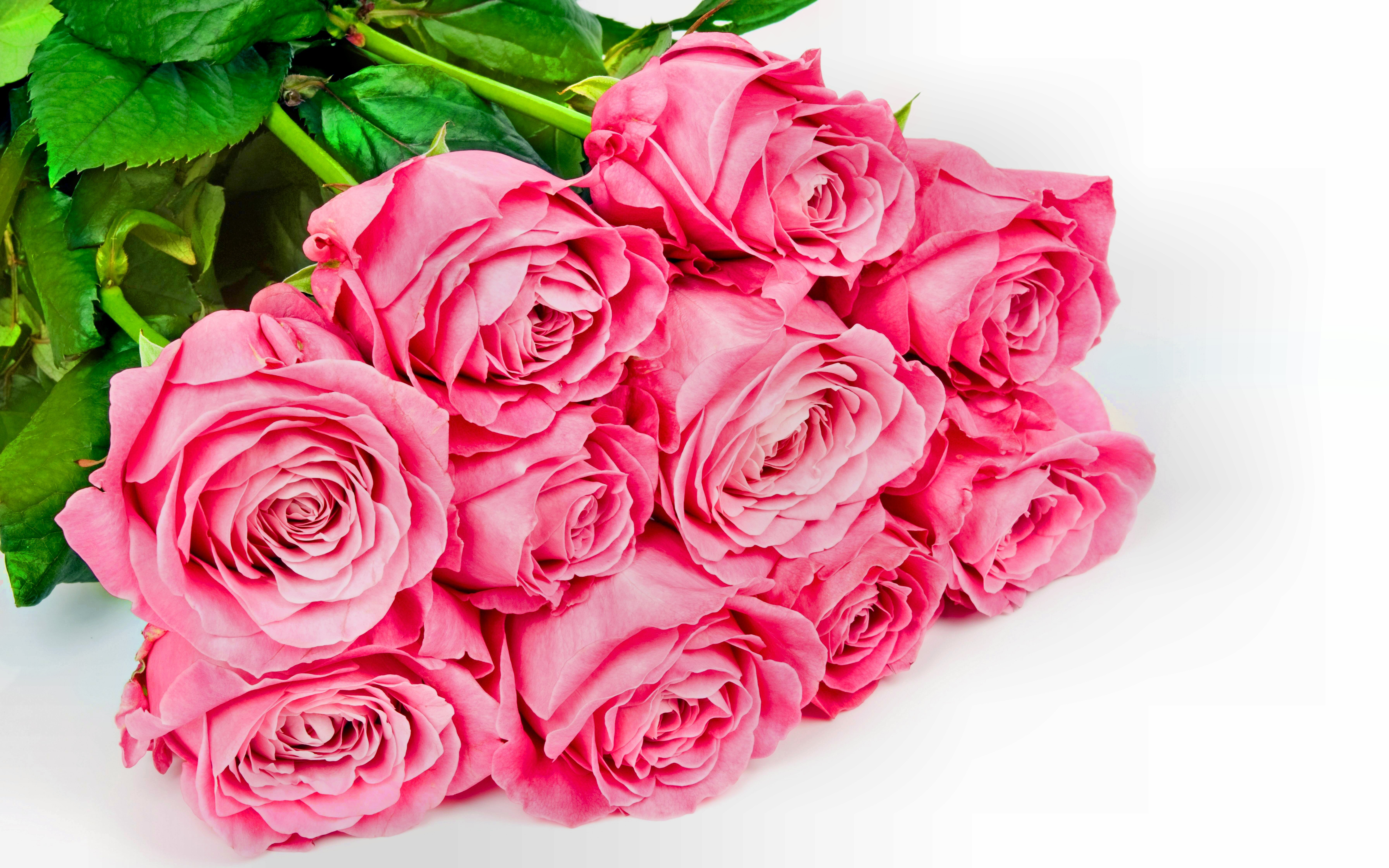 pink rose, flowers, flower, earth, rose, leaf, valentine's day Full HD
