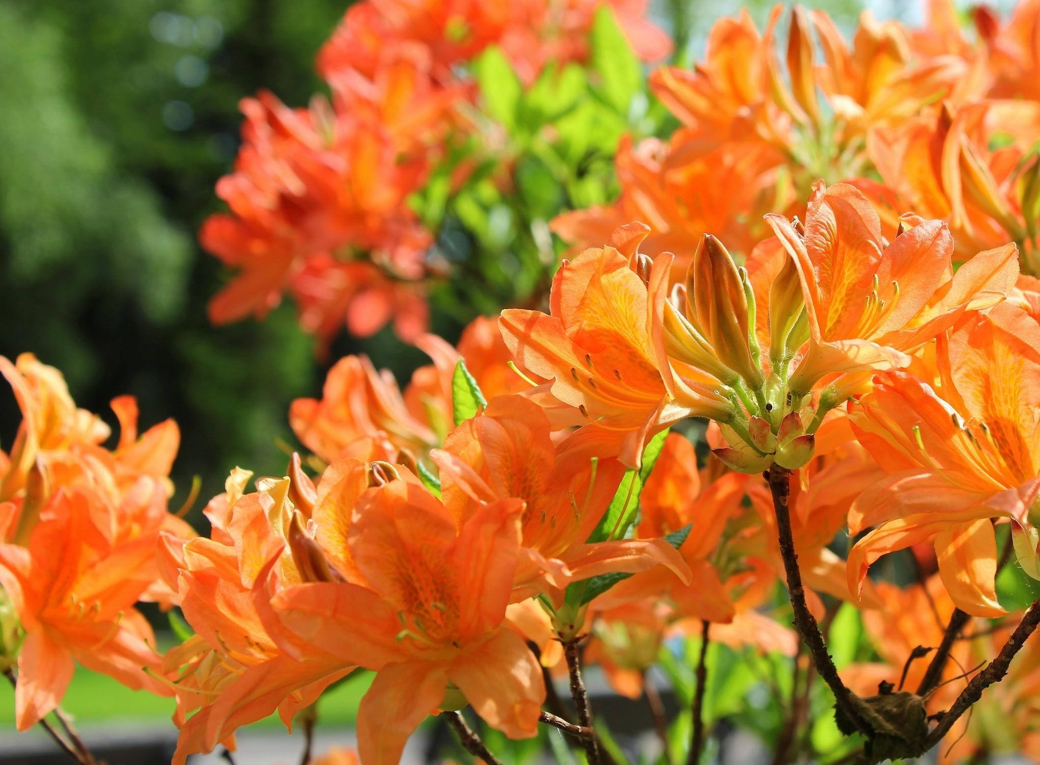 bloom, flowers, orange, close-up, branches, flowering, azalea Smartphone Background