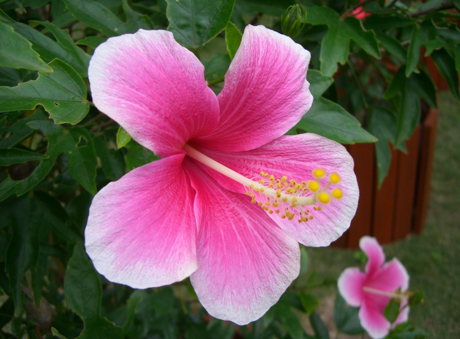 hibiscus, pink, bloom, flowers Greens Cellphone FHD pic