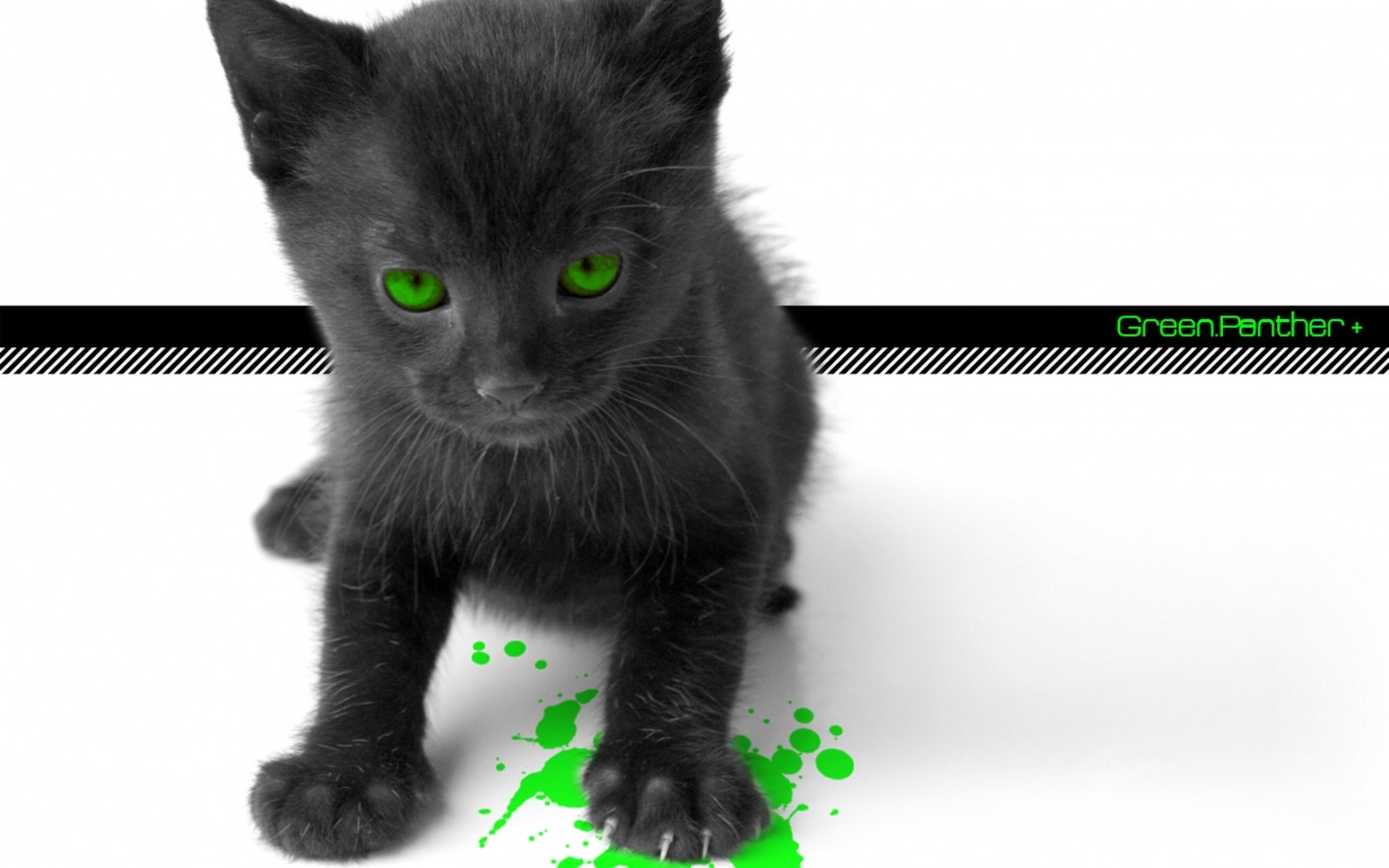 2241 descargar fondo de pantalla animales, gatos, fotografía artística: protectores de pantalla e imágenes gratis