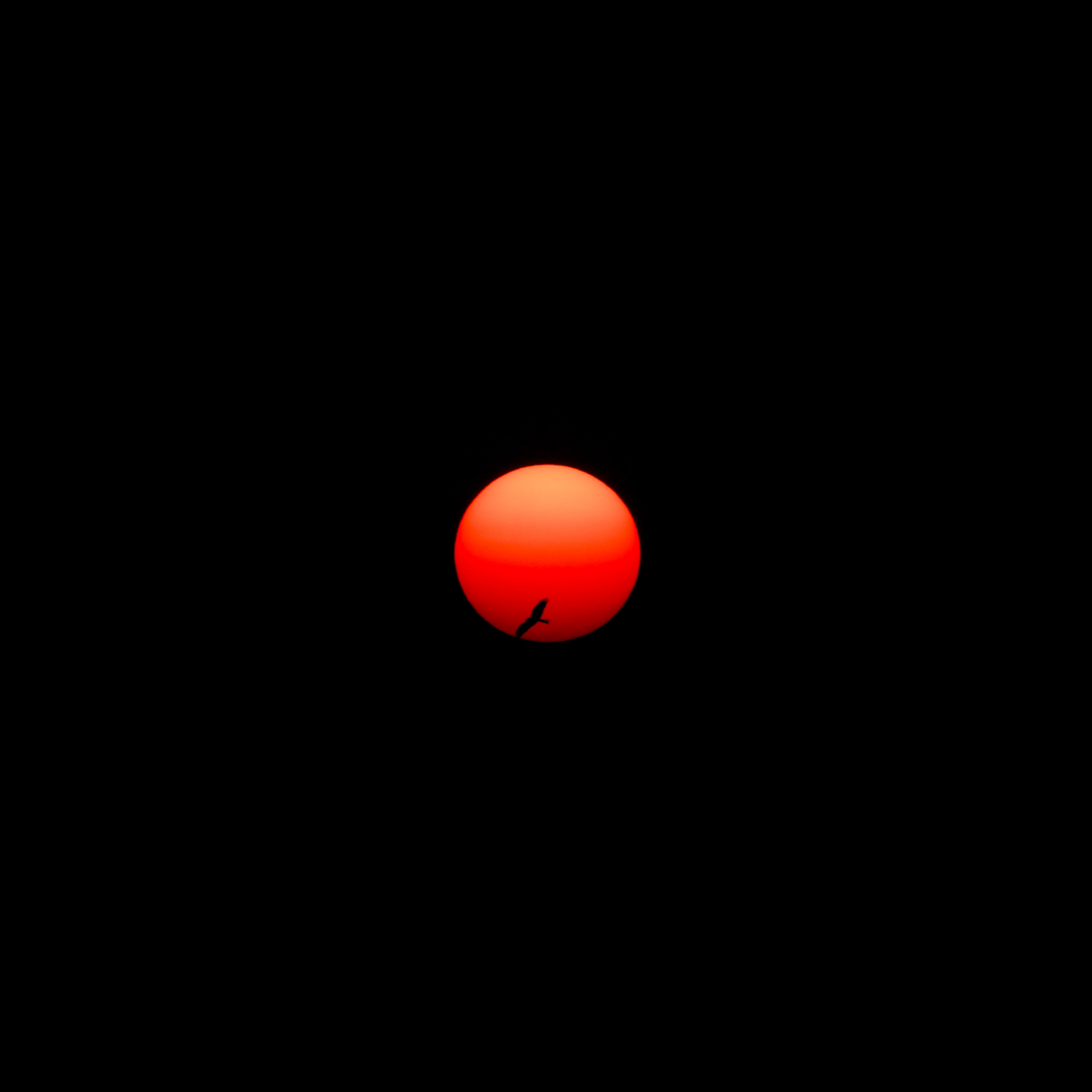 93524 download wallpaper dark, sun, red, bird, circle screensavers and pictures for free