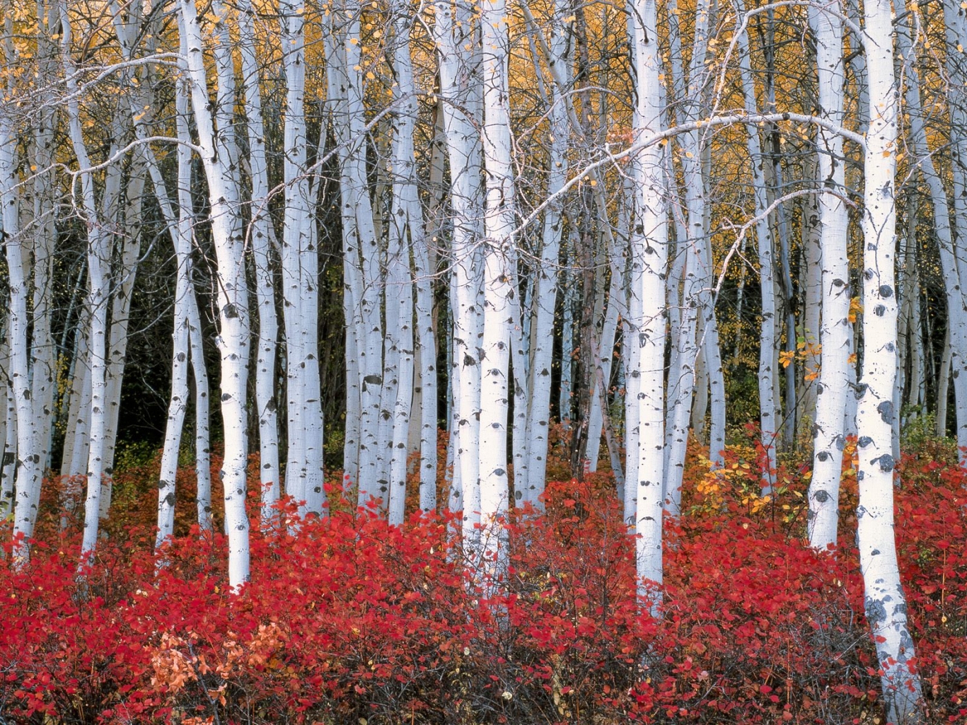 32095 baixar papel de parede paisagem, árvores, outono - protetores de tela e imagens gratuitamente